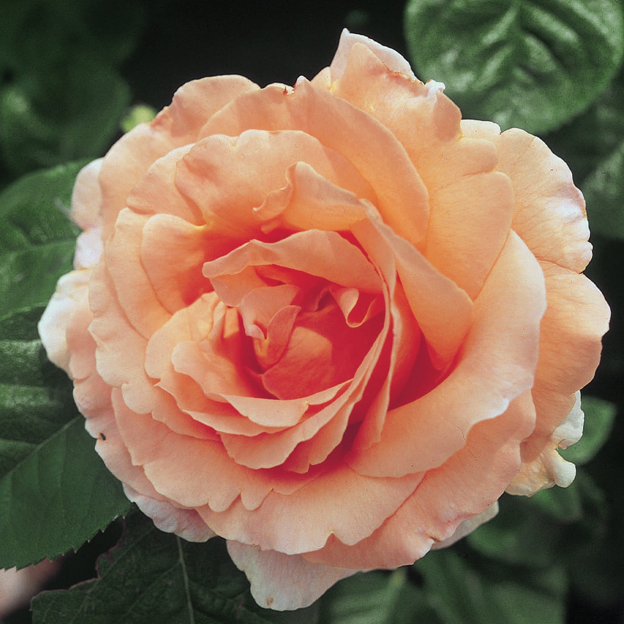 Polka Climbing Rose 1.5 gallon Pot