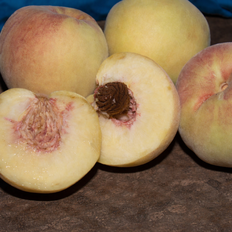 Cold Hardy "Fruit Salad" 4 on 1 Multi Grafted Fruit Tree