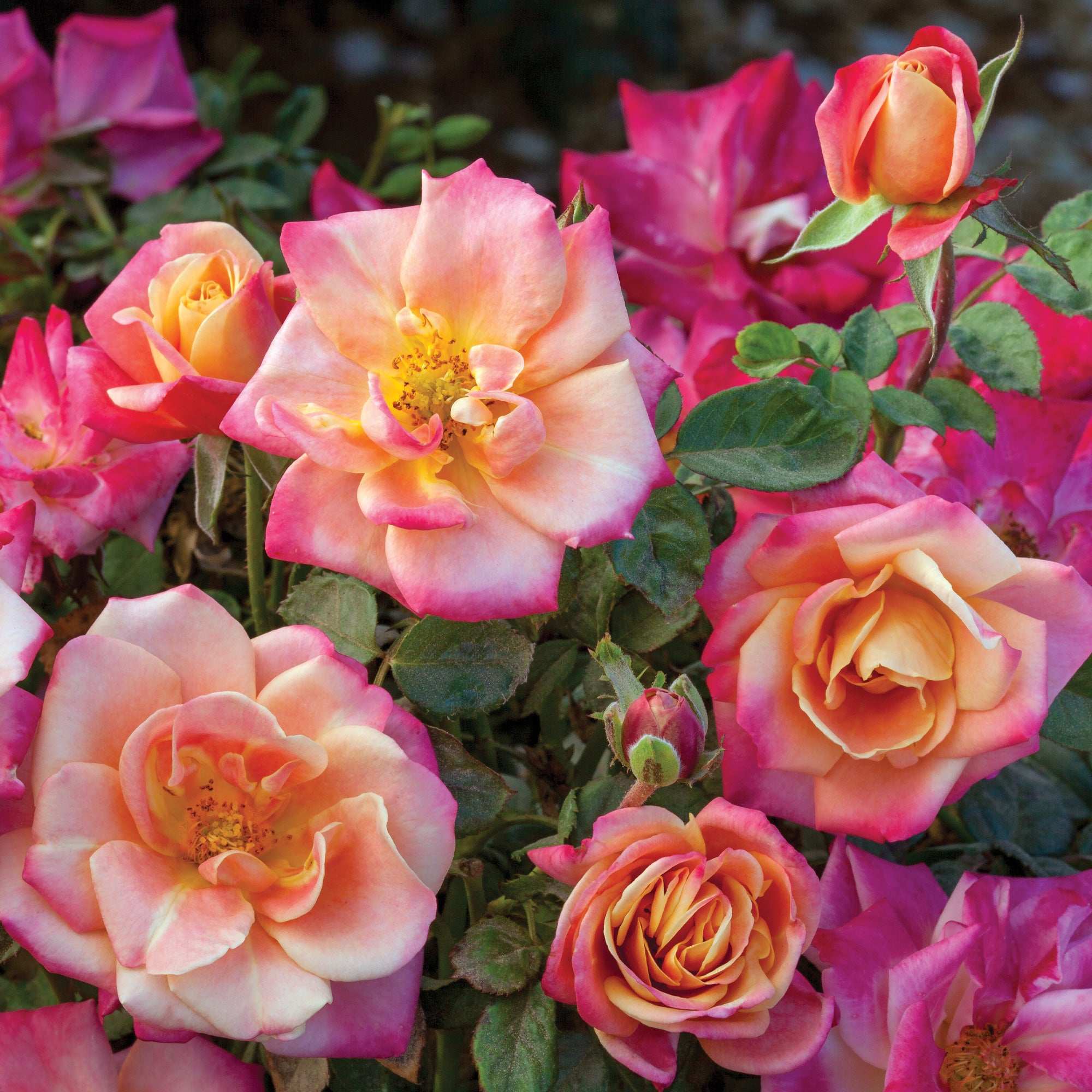 Polynesian Punch Floribunda Rose 1.5 gallon Pot