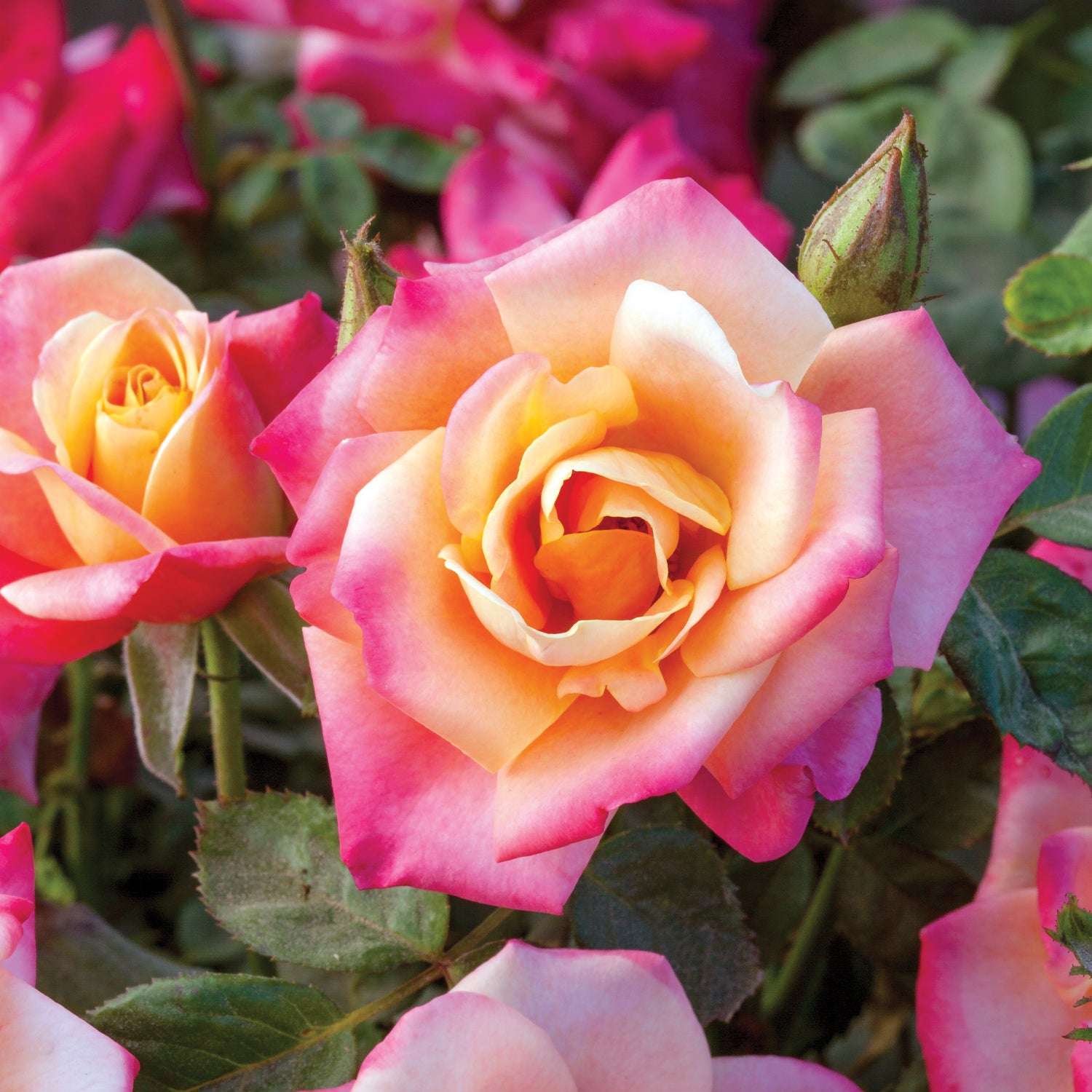Polynesian Punch Floribunda Rose 1.5 gallon Pot