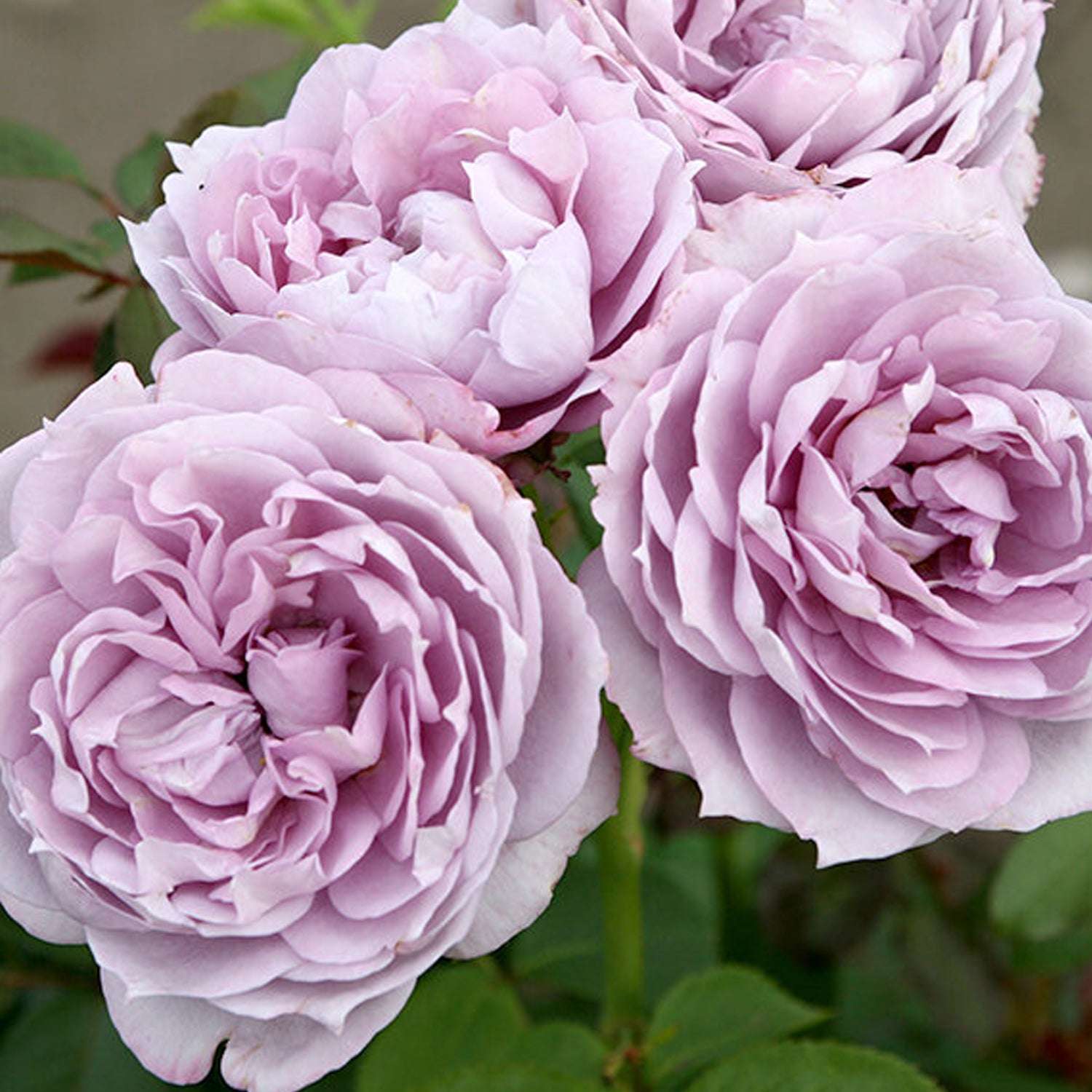 Poseidon Floribunda Rose 1.5 gallon Pot