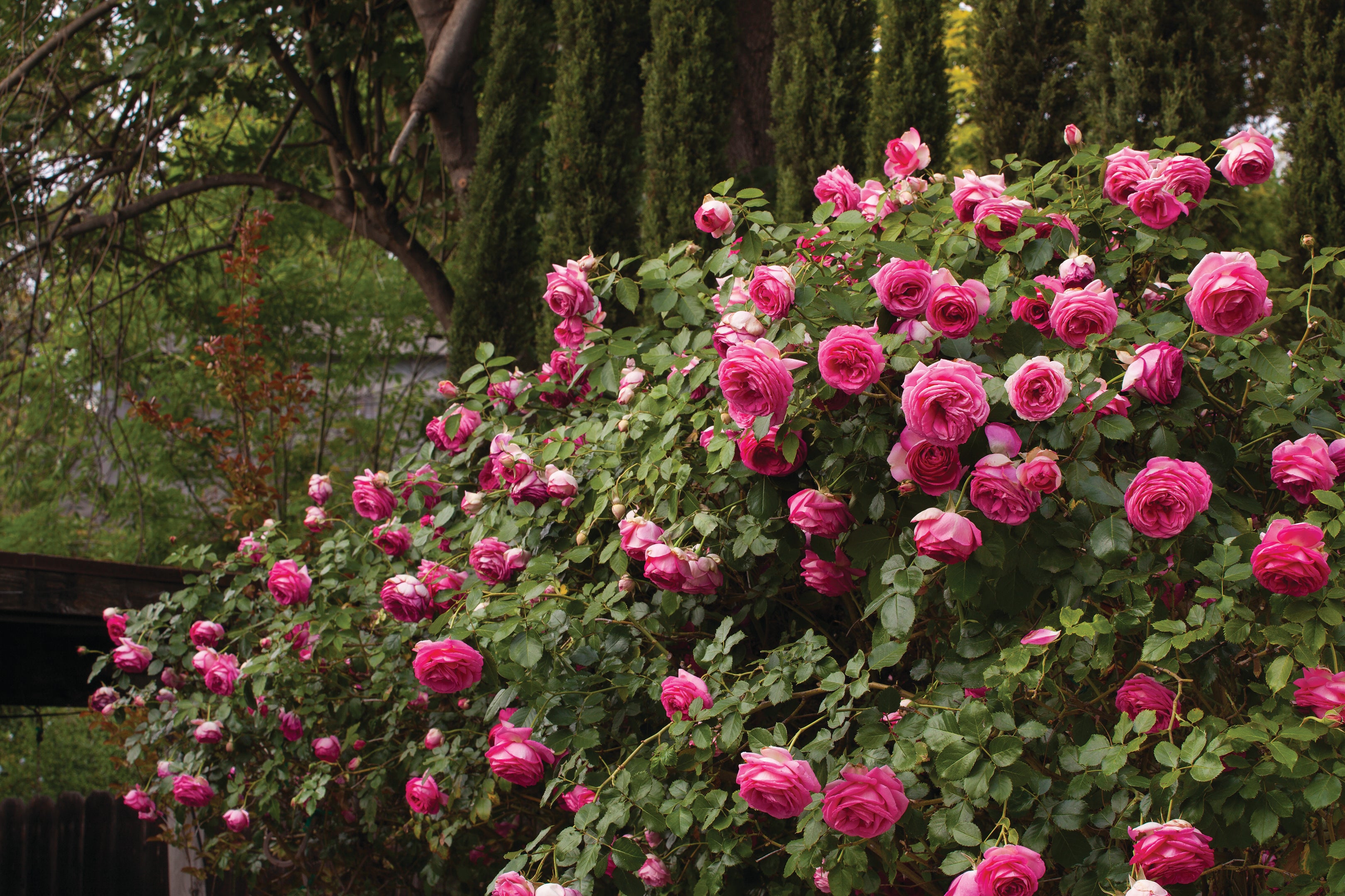 Pretty in Pink Eden Climbing Rose 1.5 gallon Pot
