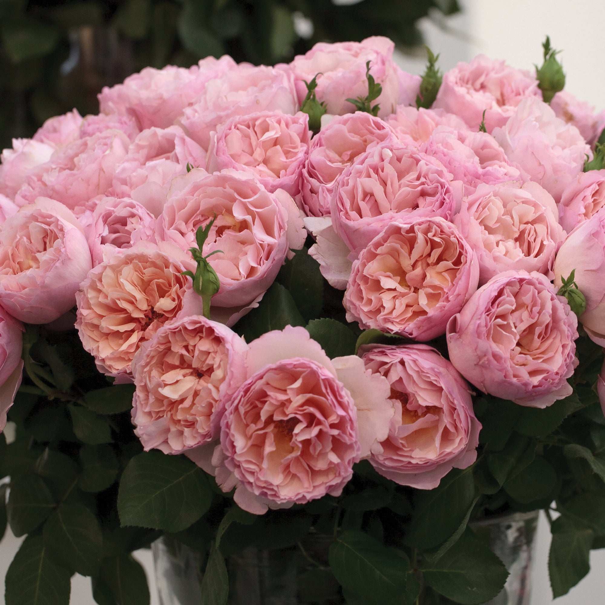 Princesse Charlene de Monaco Hybrid Tea Rose 1.5 gallon Pot