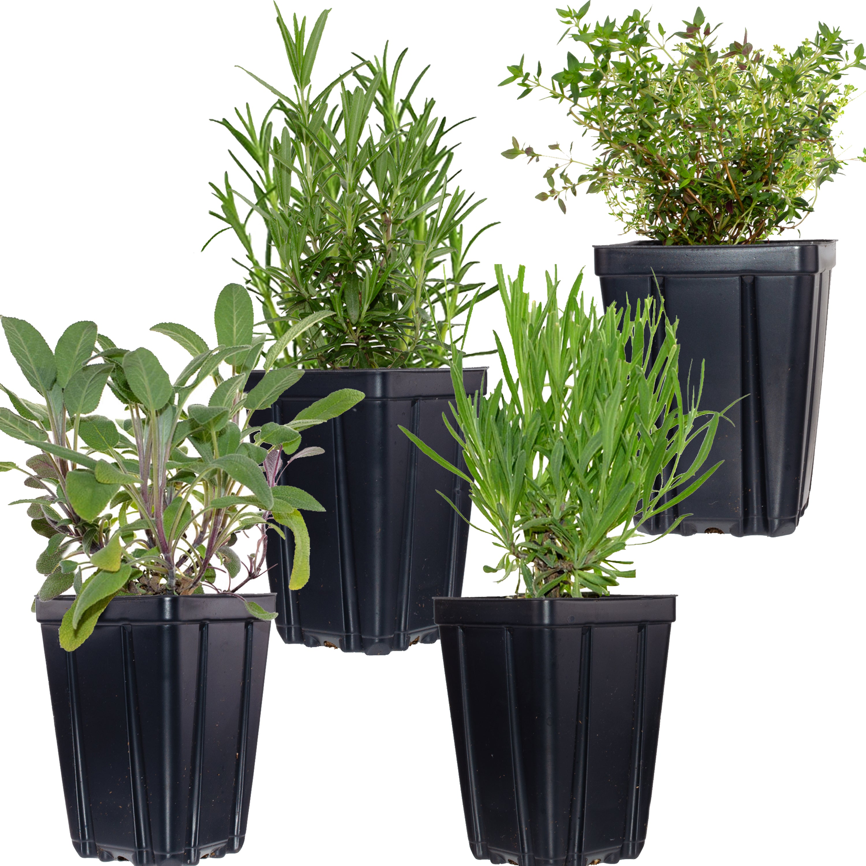 best pot for rosemary plant Herbs de Provence Plant Collection, 4 Quart Pots