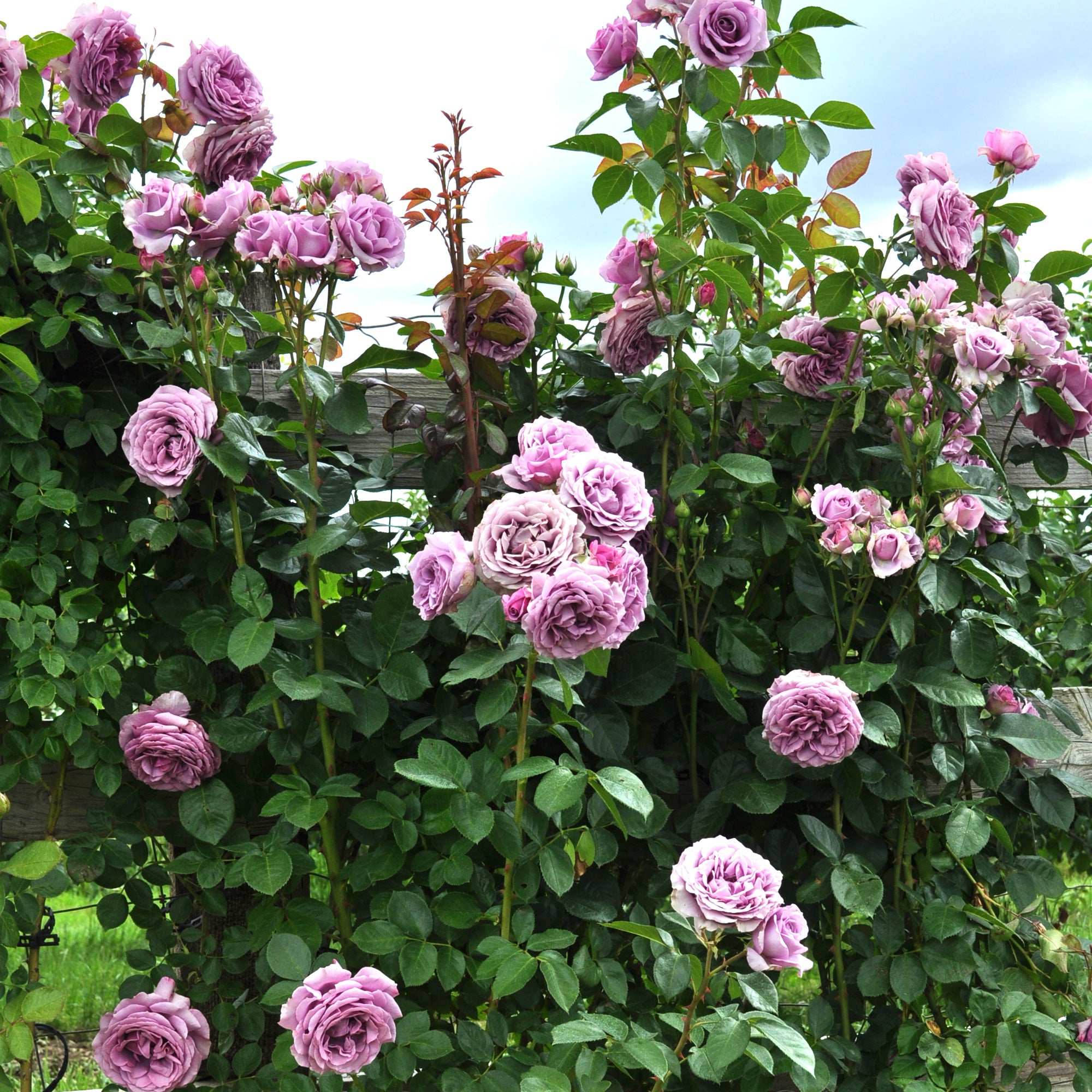 Arborose Quicksilver Climbing Rose 1.5 gallon Pot