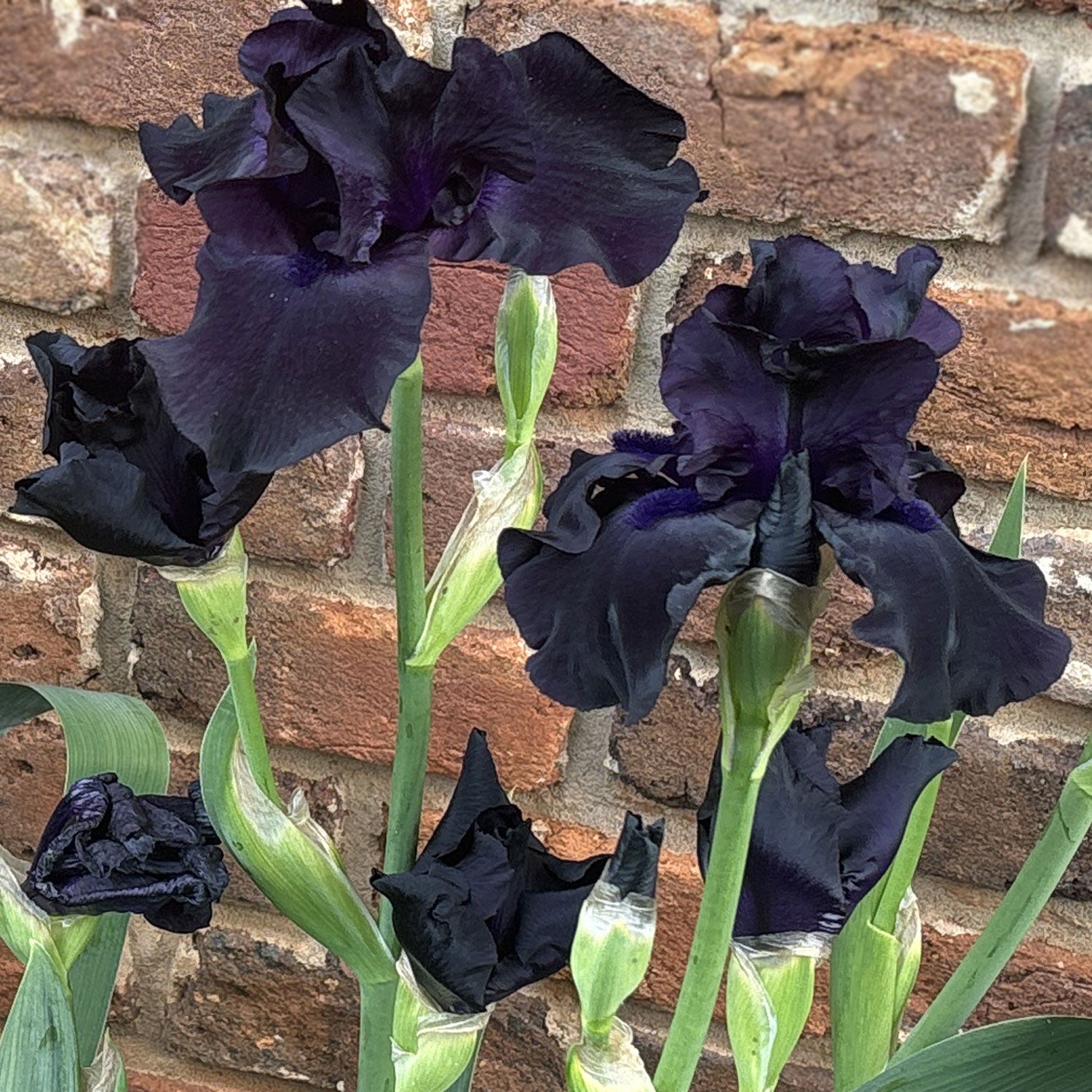 Raven Girl Black Iris Potted Quart Potted | Fresh Garden Living