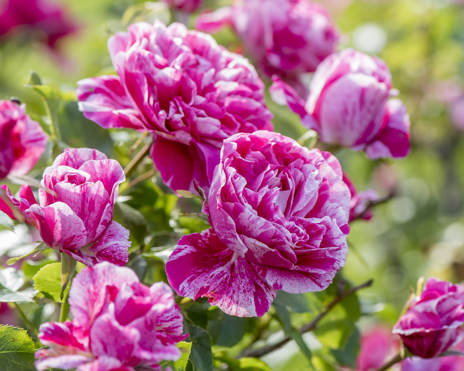 Raspberry Cream Twirl Climbing Rose 1.5 gallon Pot