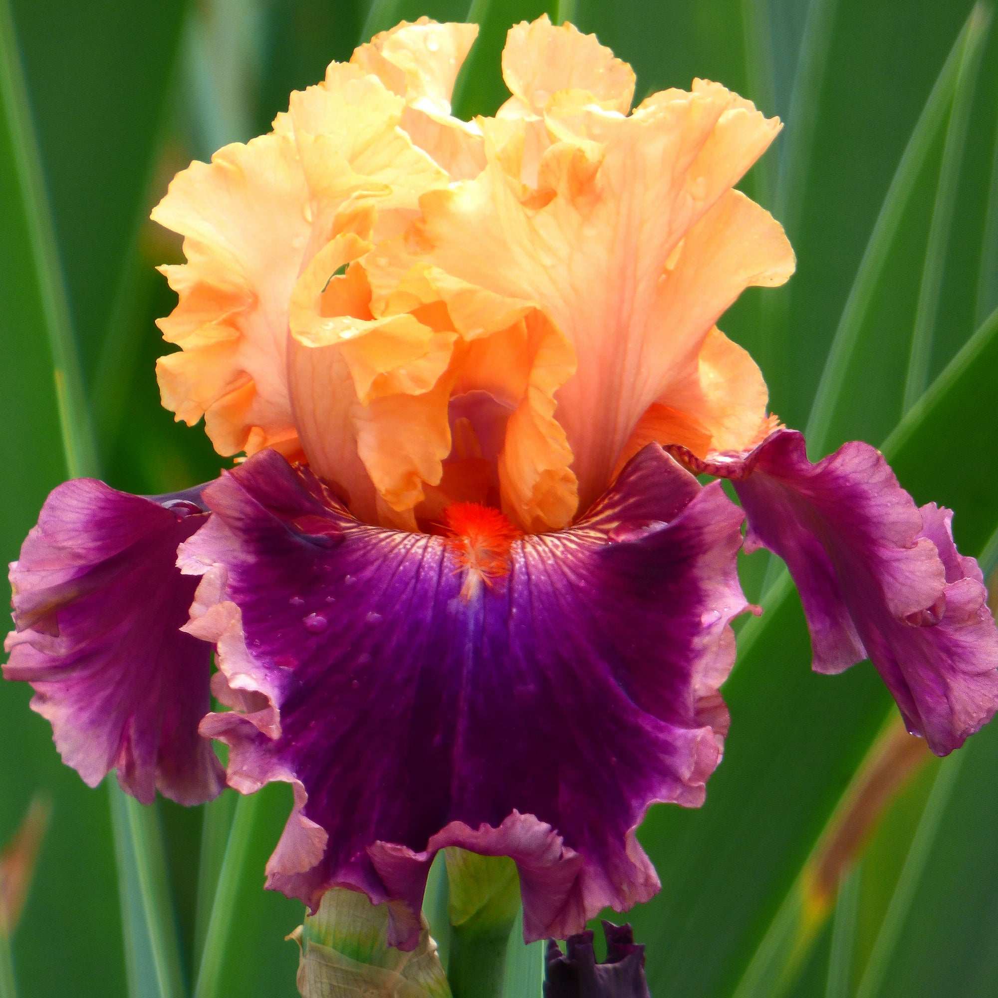 iris potted plant Rasputin Bearded Iris Potted Quart Pot