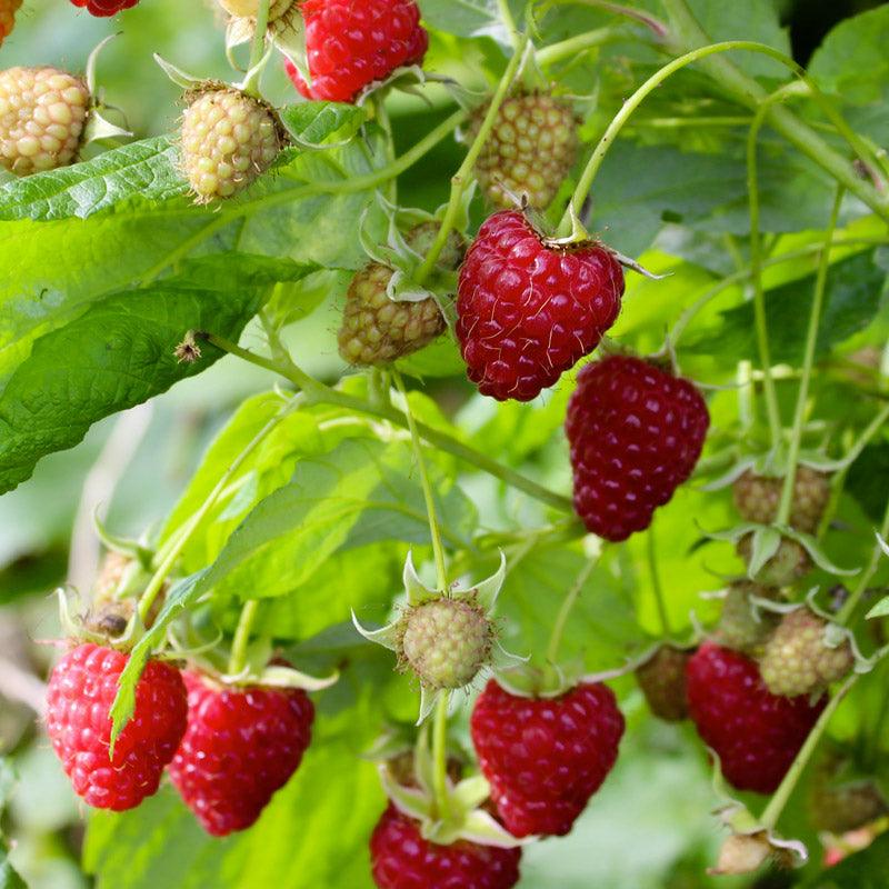 Raspberry Cascade Bounty