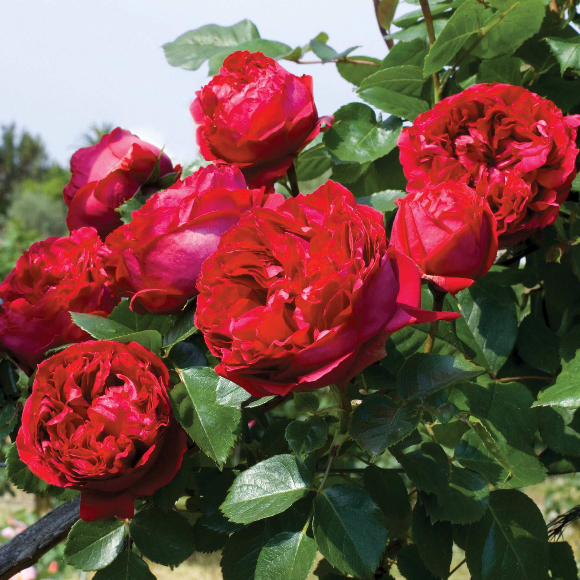 potted red rose plant Red Eden Climbing Rose 1.5 gallon Pot