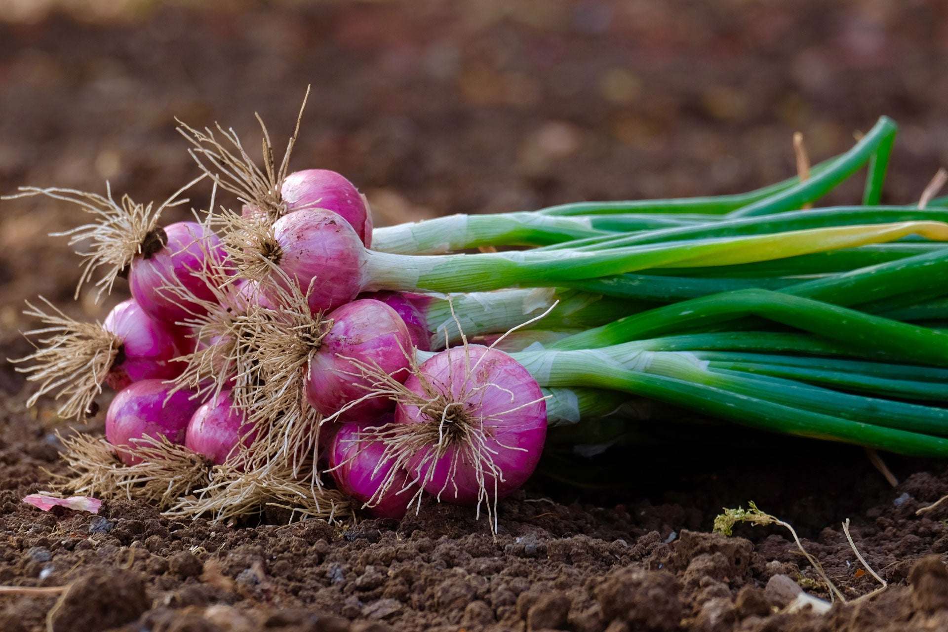 Red Onion Sets Non-GMO Red Baron Variety 50-60 Bulbs