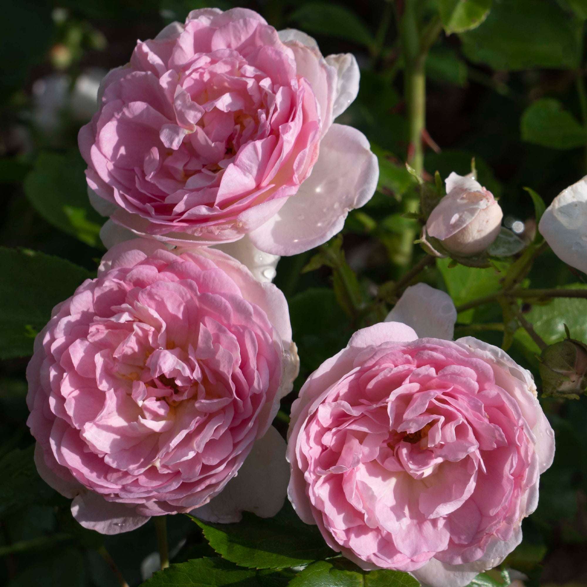Romantica Ball Gown Rose 1.5 gallon Pot