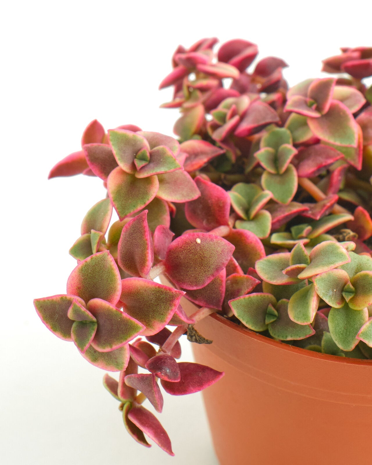 Crassula Pellucida Variegata 'Calico Kitten'