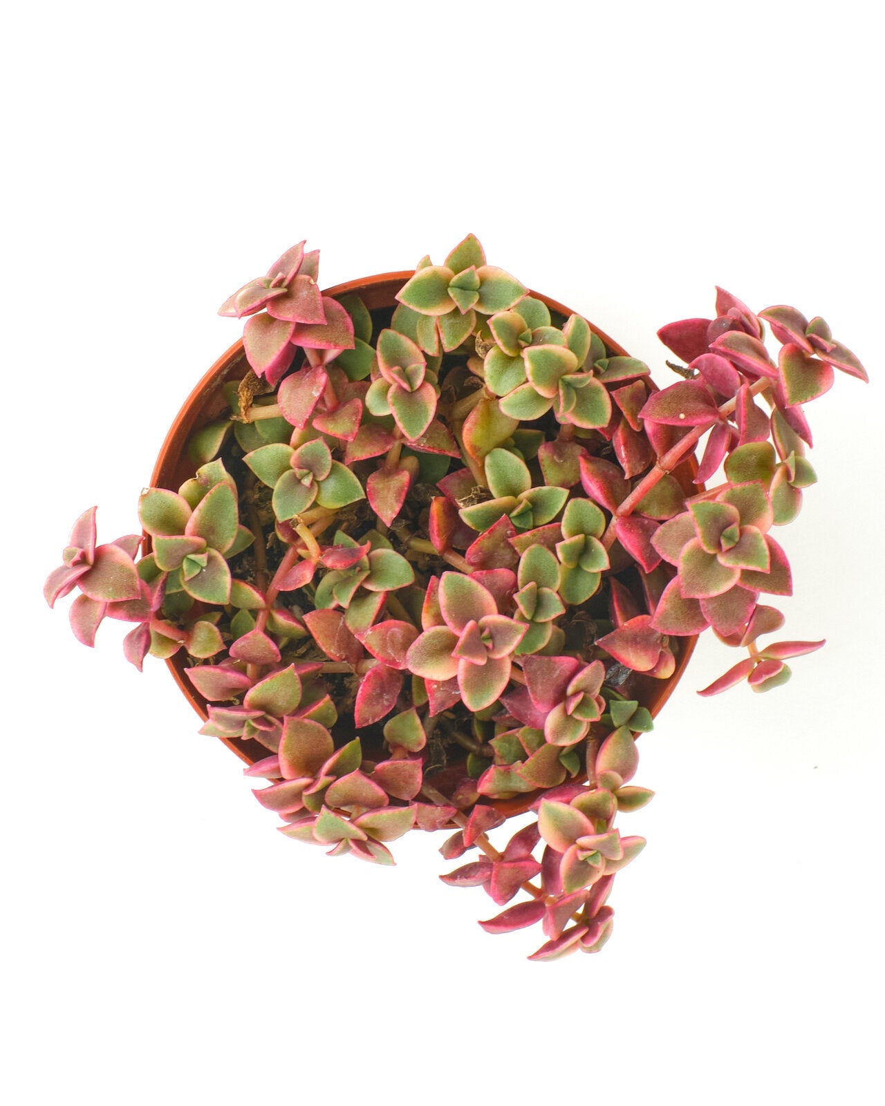 Crassula Pellucida Variegata 'Calico Kitten'