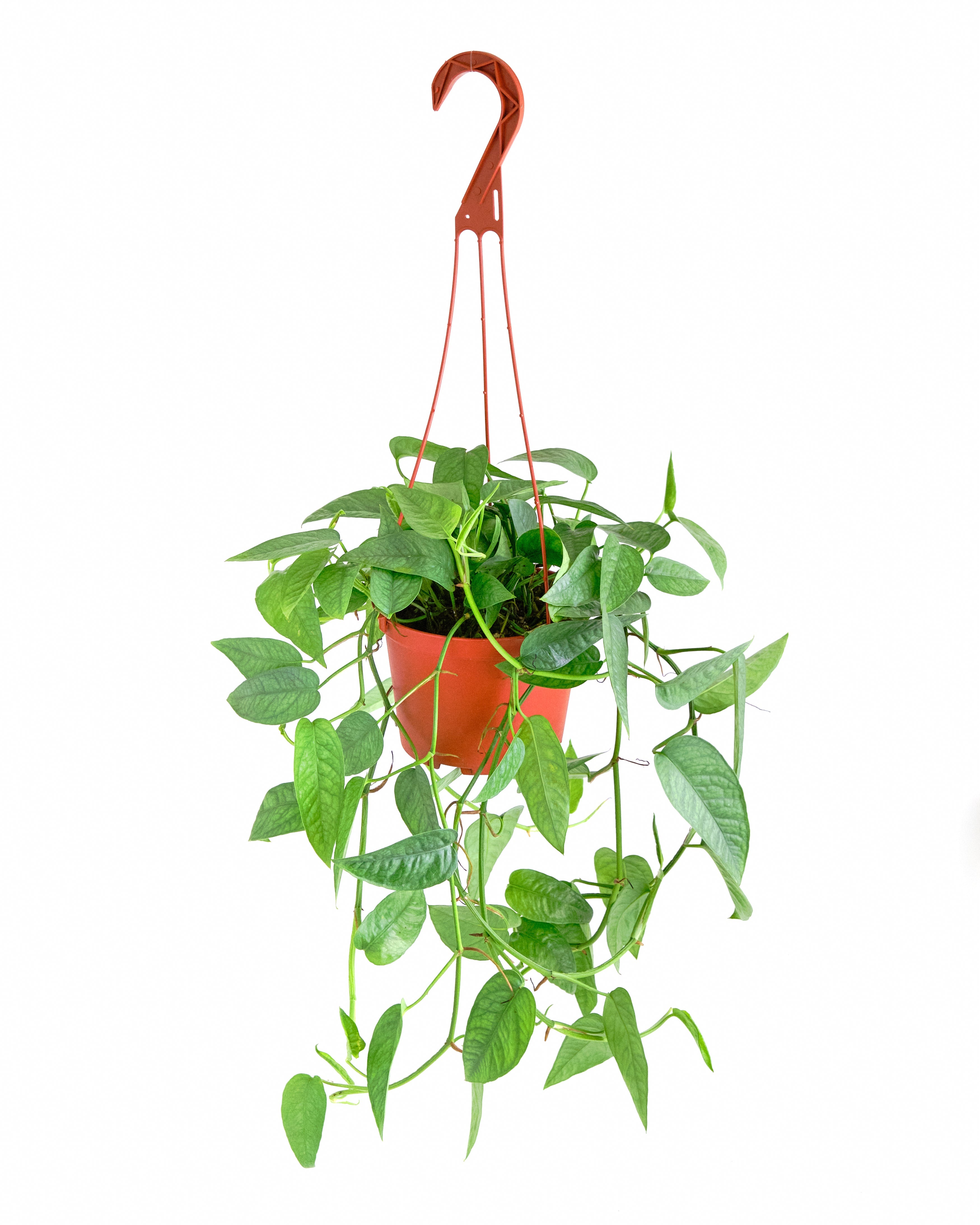Pothos 'Cebu Blue'