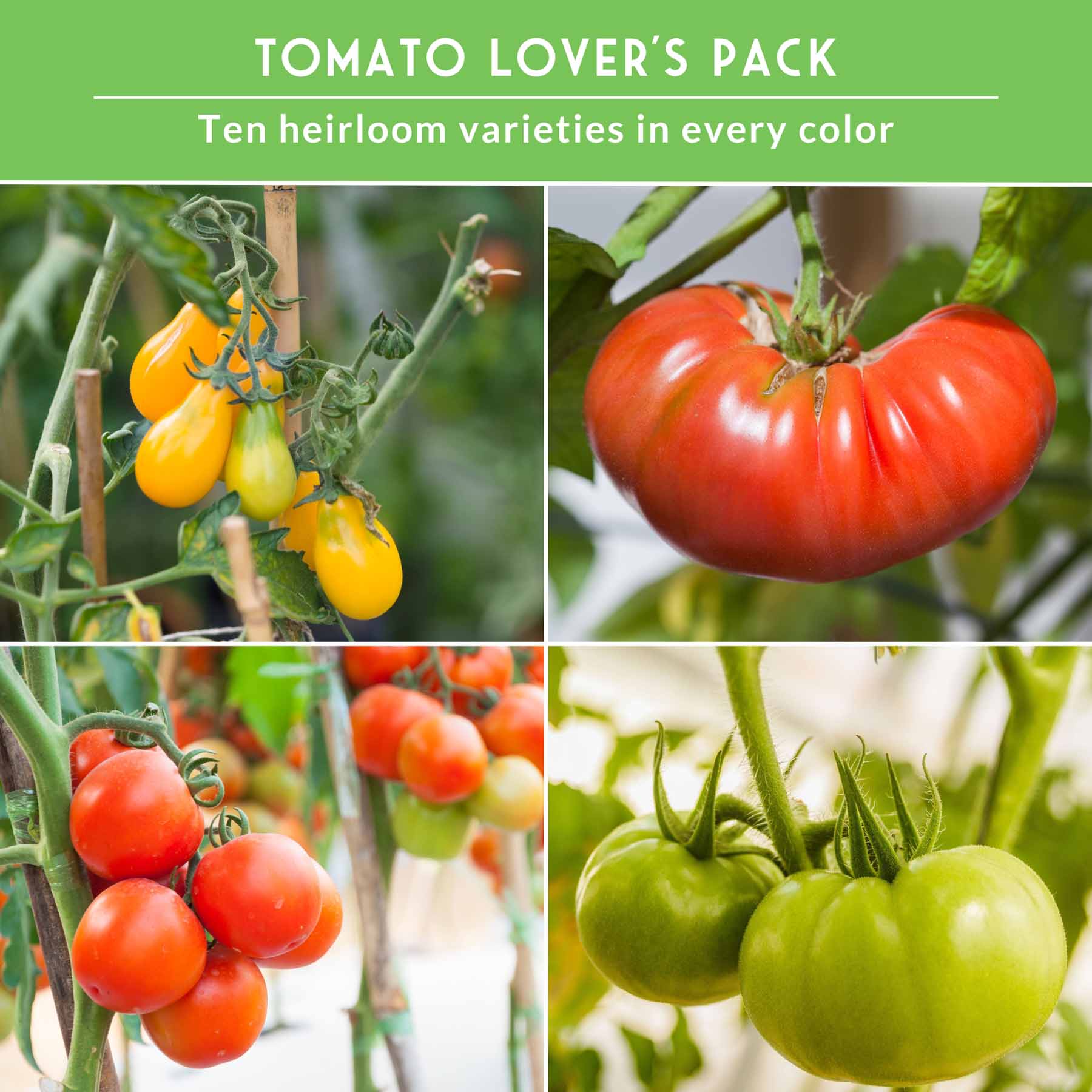 10 Tomato Seed Collection - A Rainbow of Heirloom Tomato Varieties