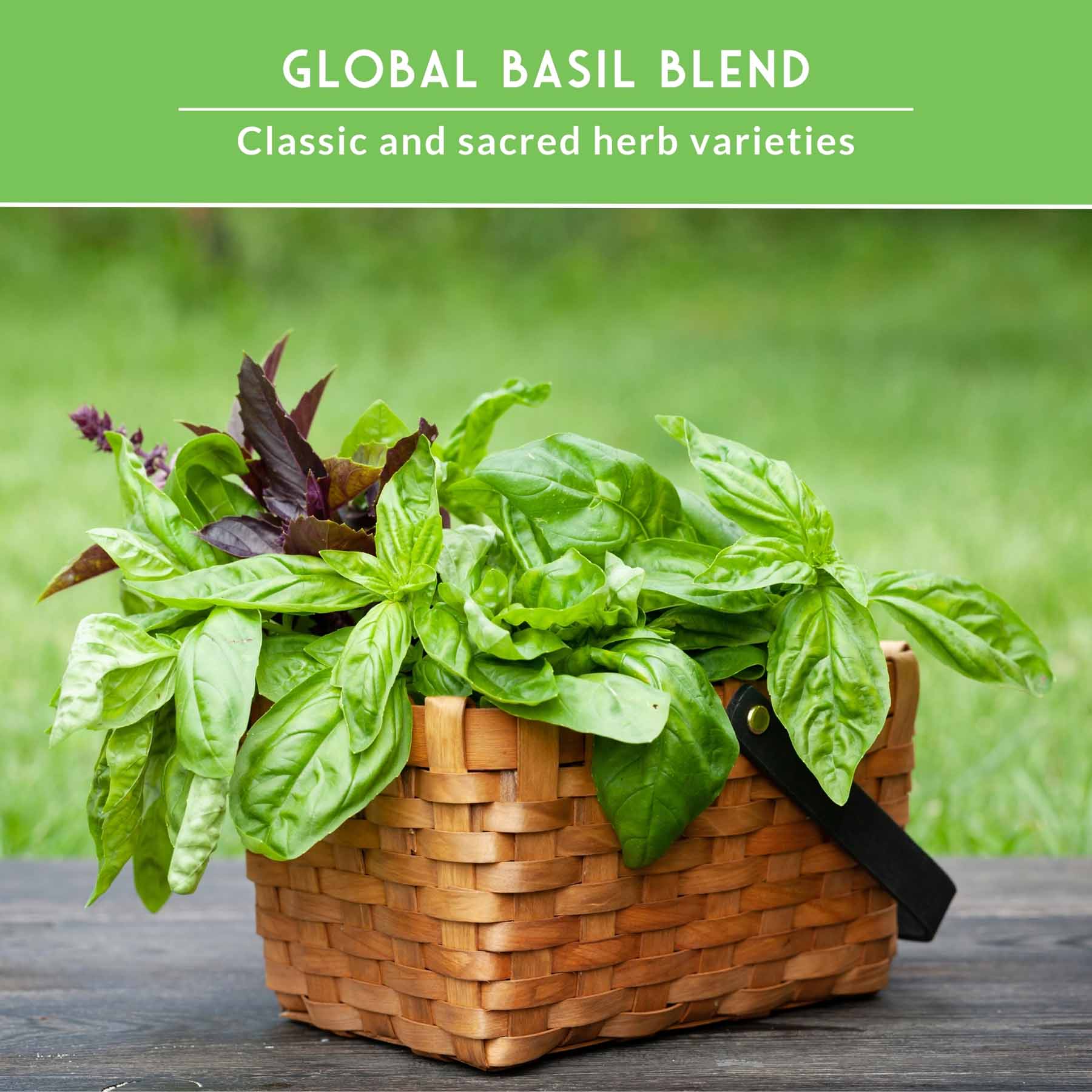 5 Basil Seed Collection – Genovese, Holy (Tulsi), Large Leaf, Opal & Thai Basil Seeds for Culinary and Herbal Gardens