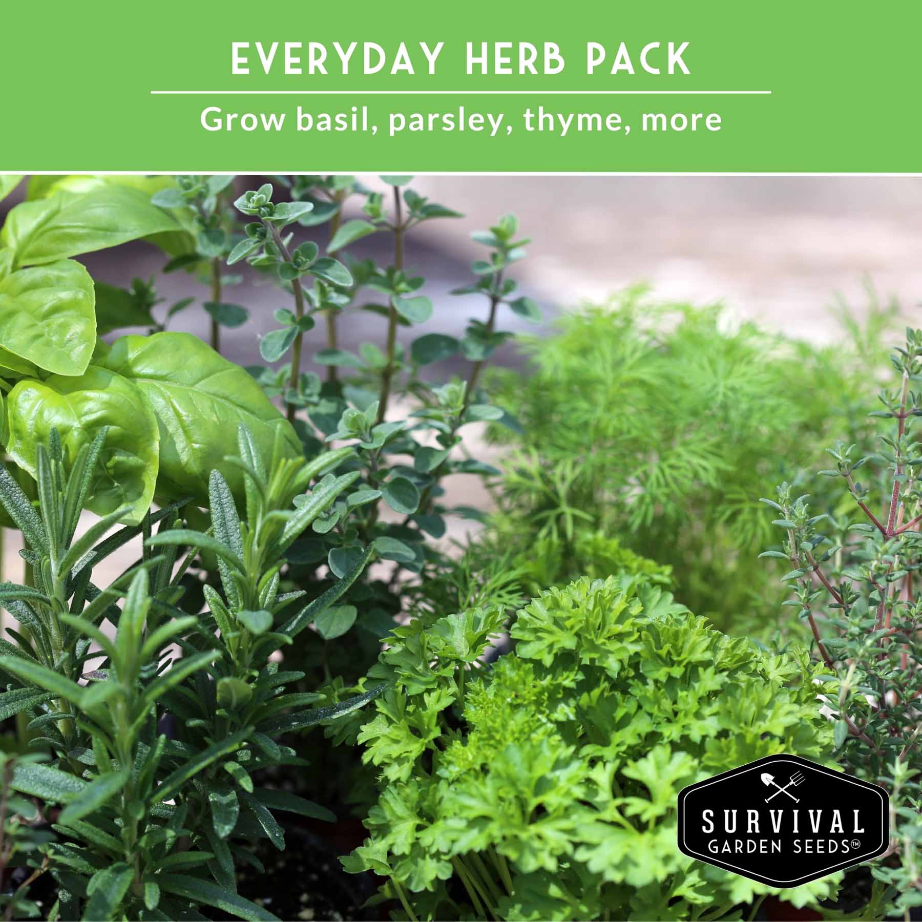 Culinary Herb Seed Collection – 5 Essential Kitchen Herbs for Indoor or Outdoor Growing