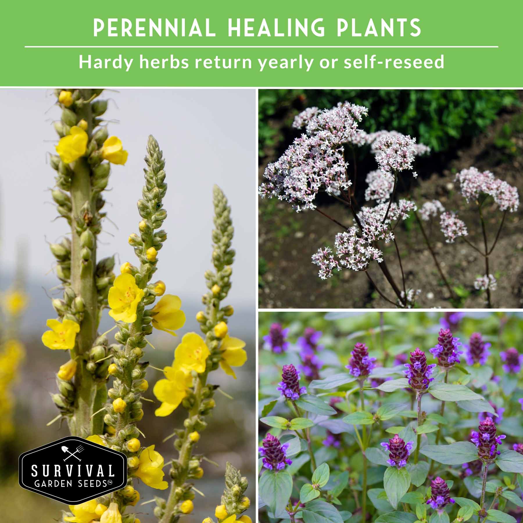 Herbalist Bundle – 8-Varieties of Heirloom Perennial & Biennial Healing Plants for Advanced Apothecary Gardens