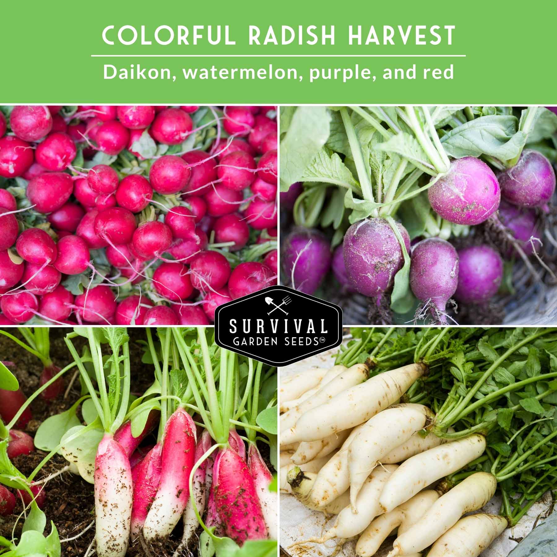 5 Variety Radish Seeds Pack – Heirloom Collection for Spring, Summer & Fall Gardens