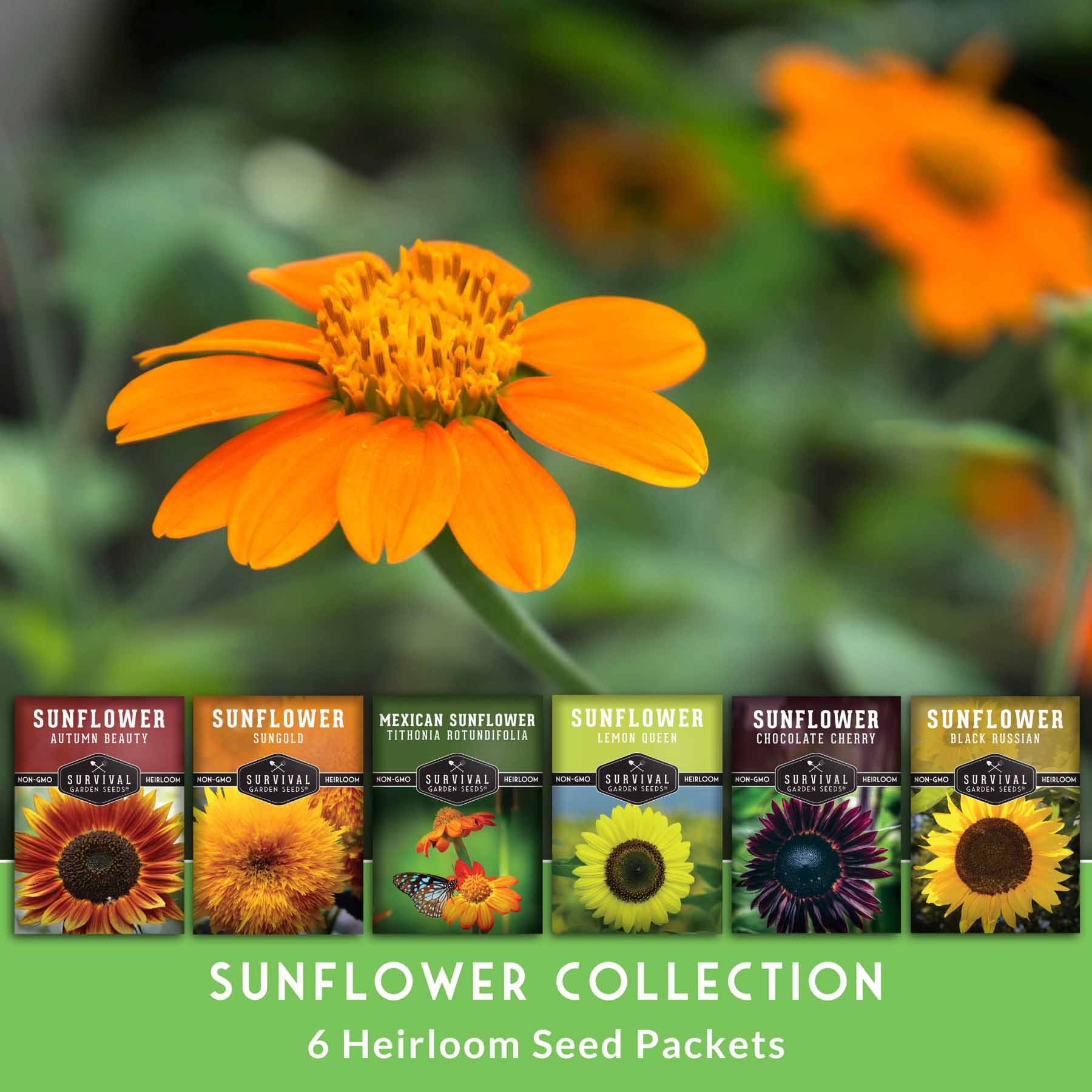 6 Sunflower Collection - A Rainbow of Colorful Sunflowers