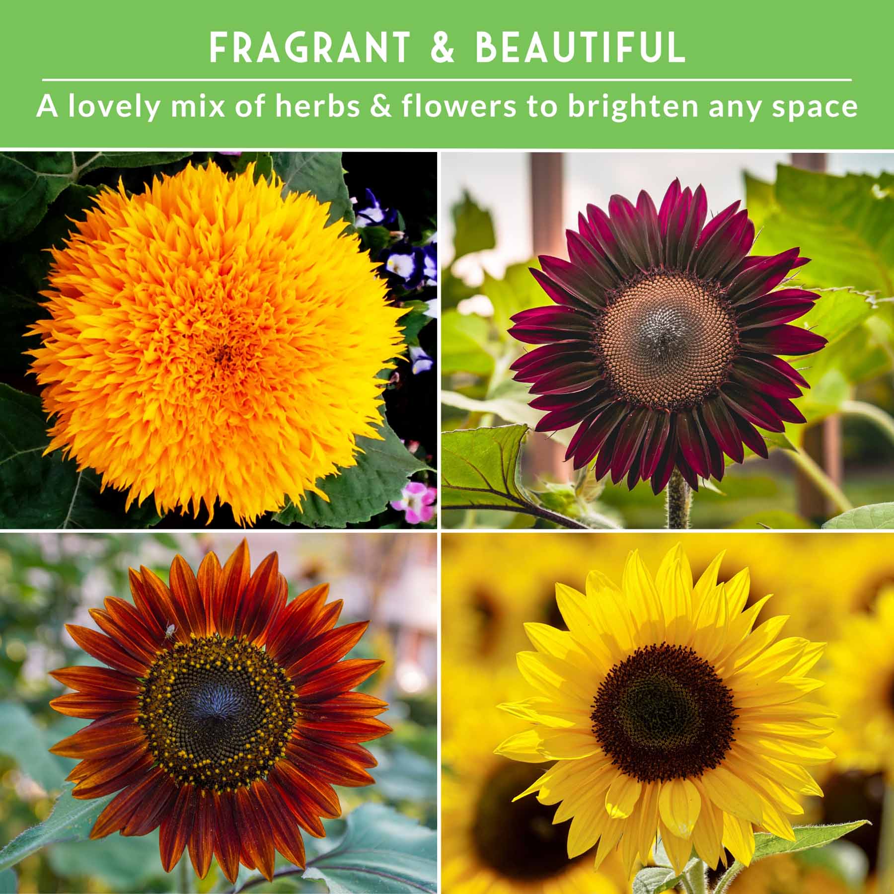 6 Sunflower Collection - A Rainbow of Colorful Sunflowers