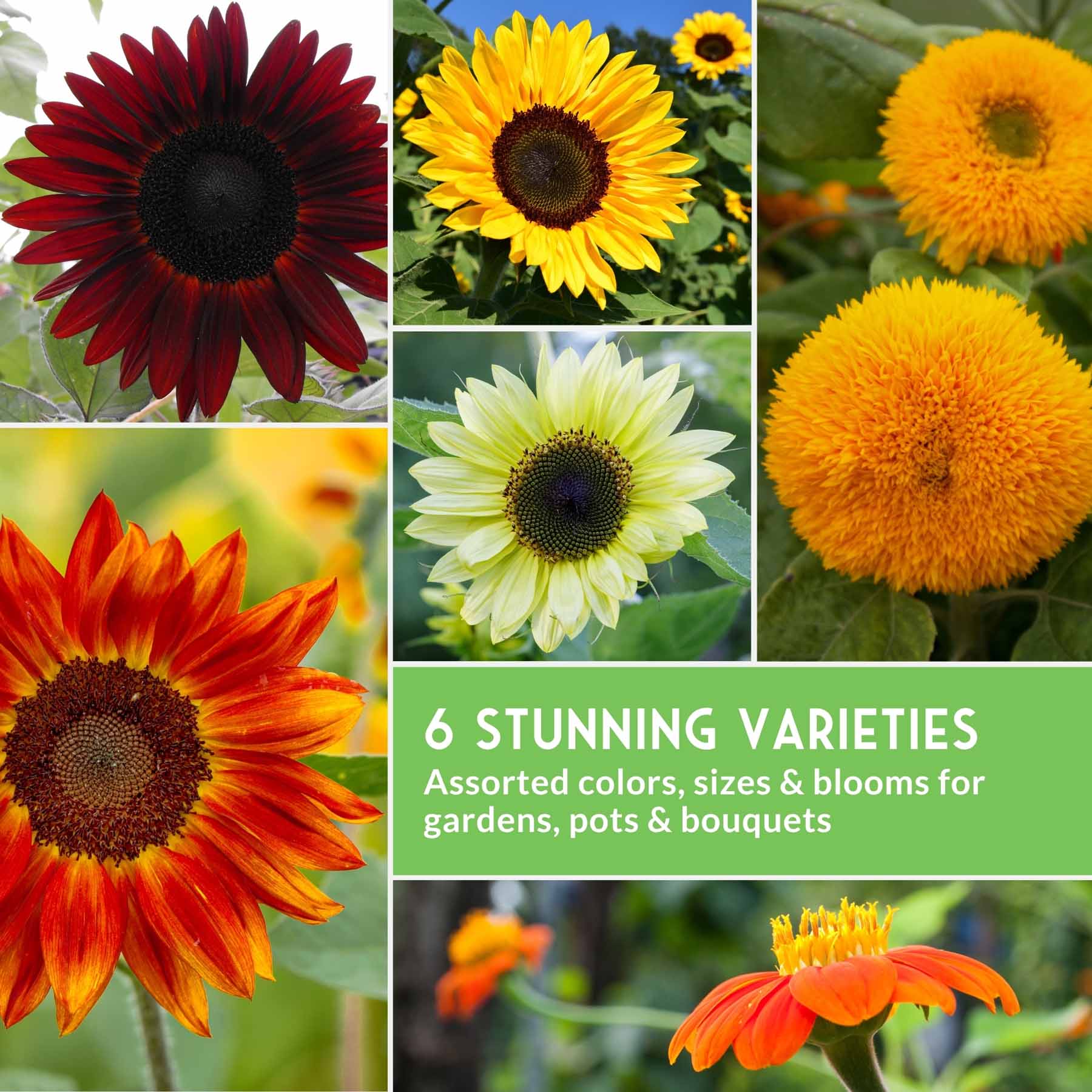 6 Sunflower Collection - A Rainbow of Colorful Sunflowers