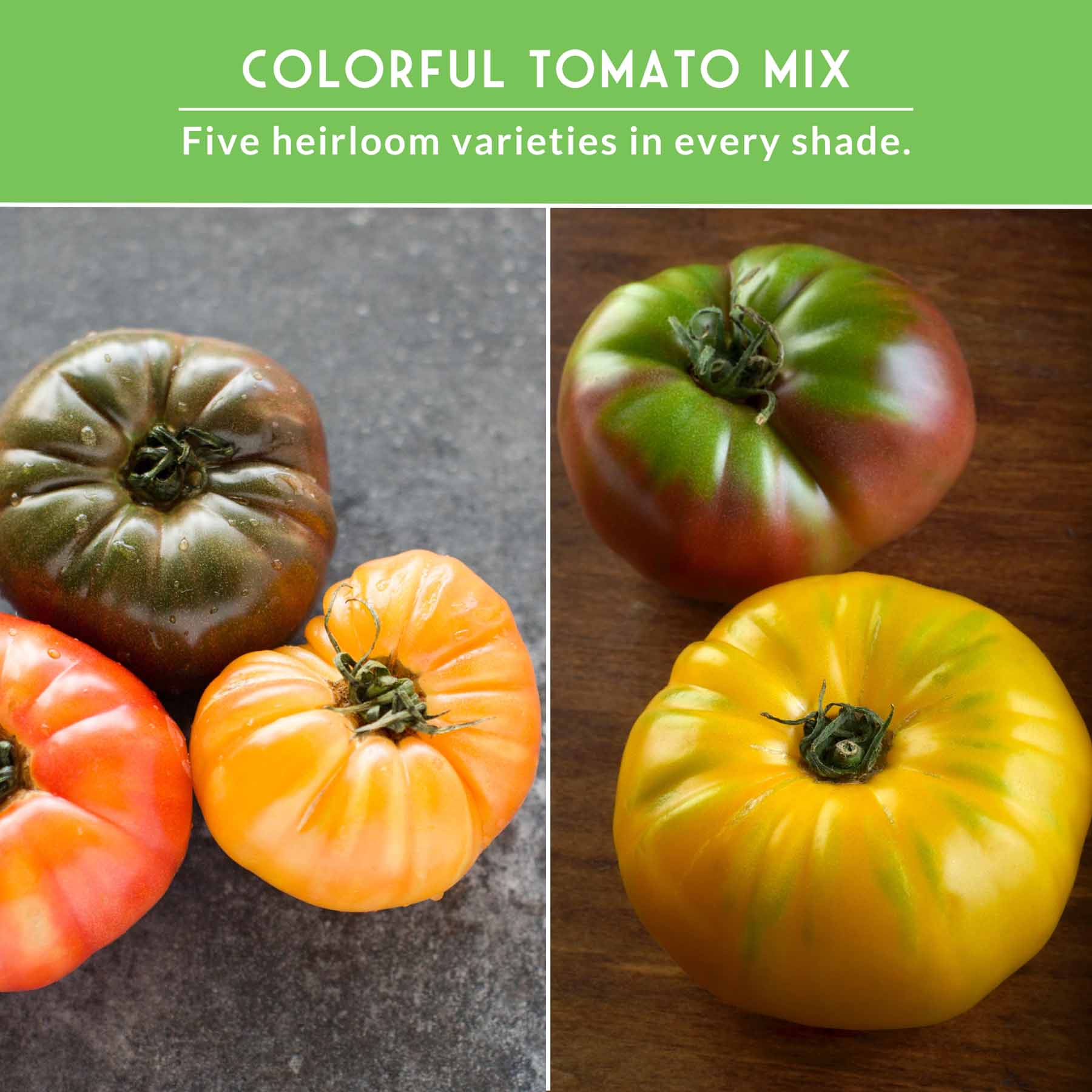 Colorful Tomato Collection - Black Krim, Great White, Aunt Ruby’s German Green, Hillbilly & Cherokee Purple