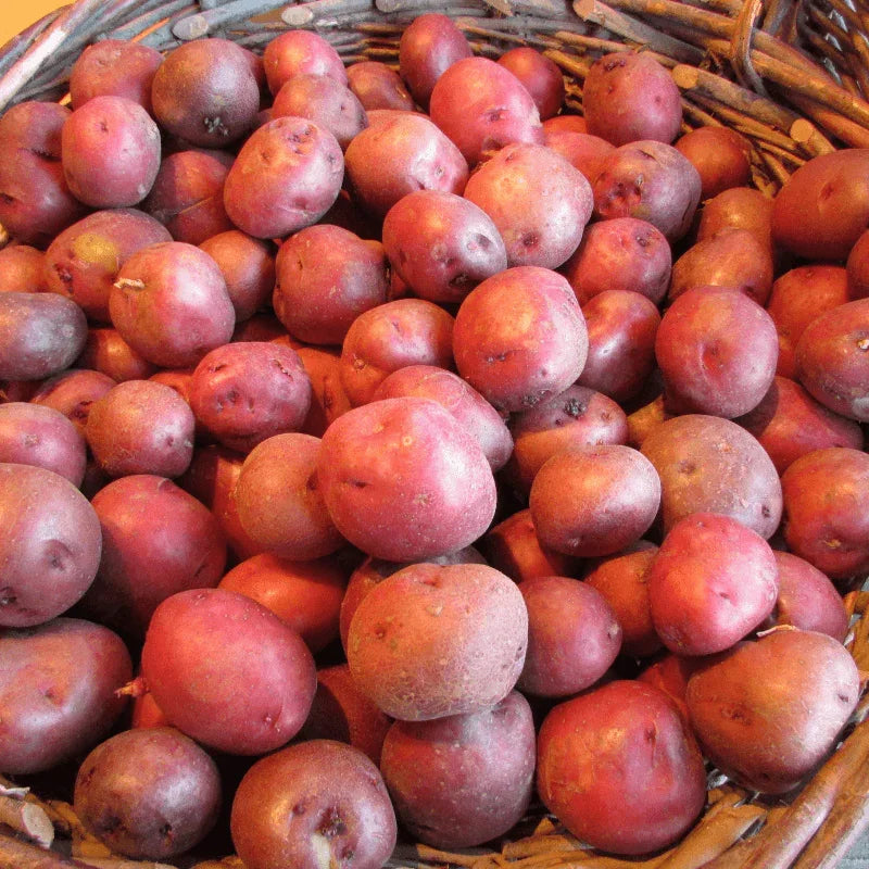 Organic Norland Red Seed Potato (lb)