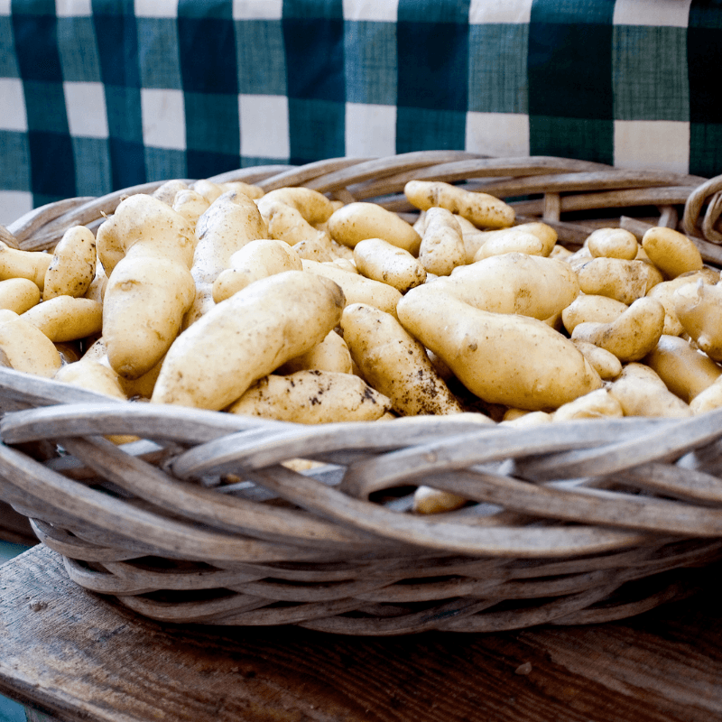 Organic Russian Banana Fingerling Seed Potato (lb)