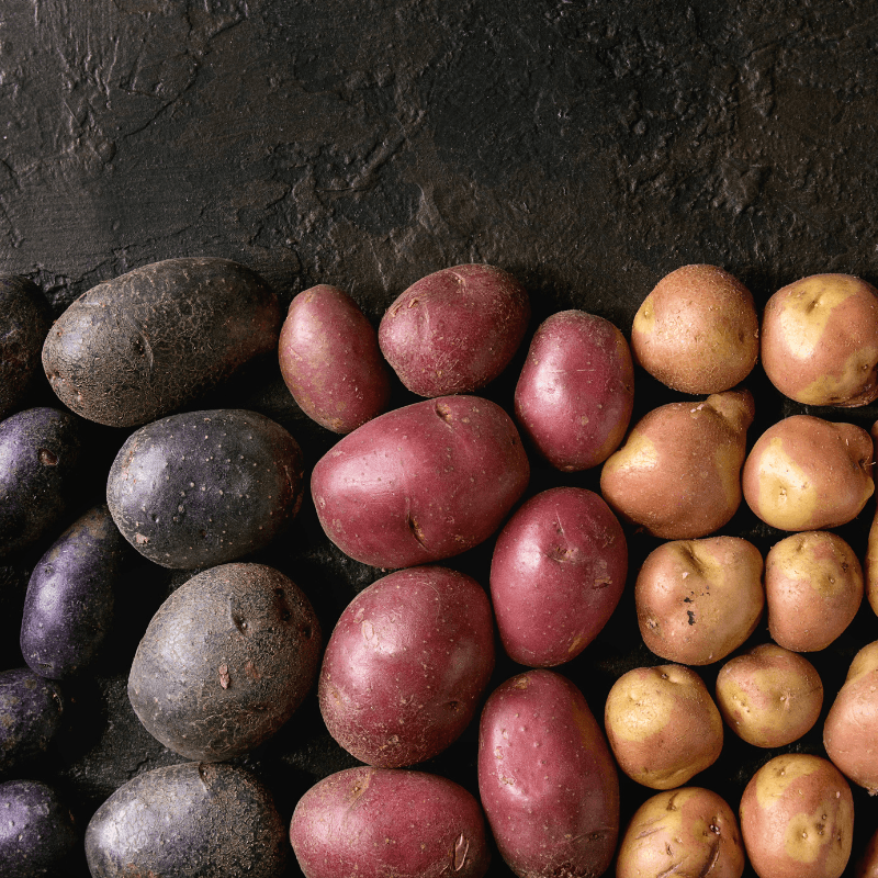 Organic Rainbow Mix Seed Potato (lb)