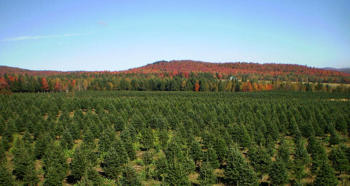 Real Christmas Trees Delivered 7 Foot Premium Balsam-Fraser Fir Hybrid
