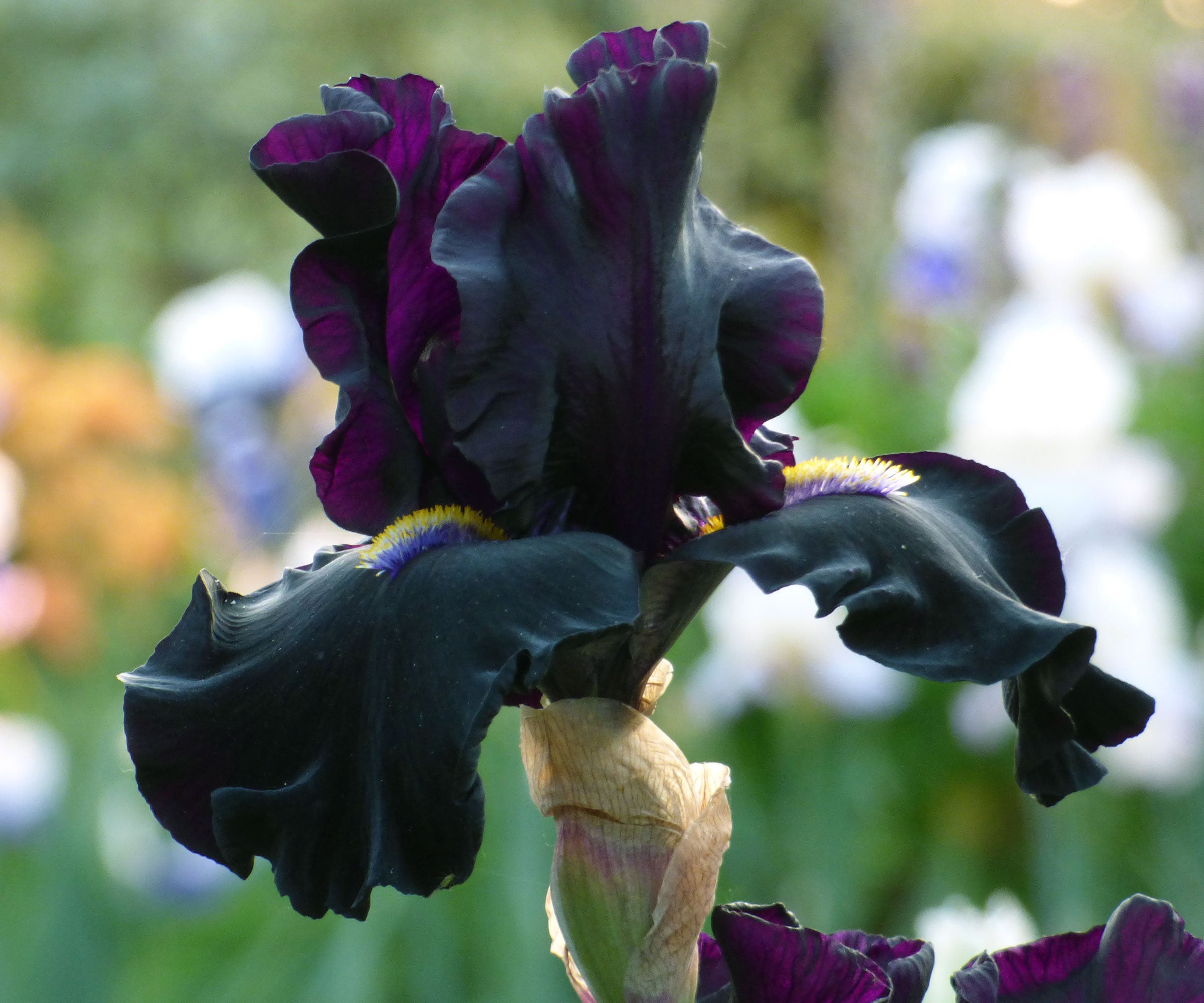Senor Jinx Black Iris Potted Quart Potted