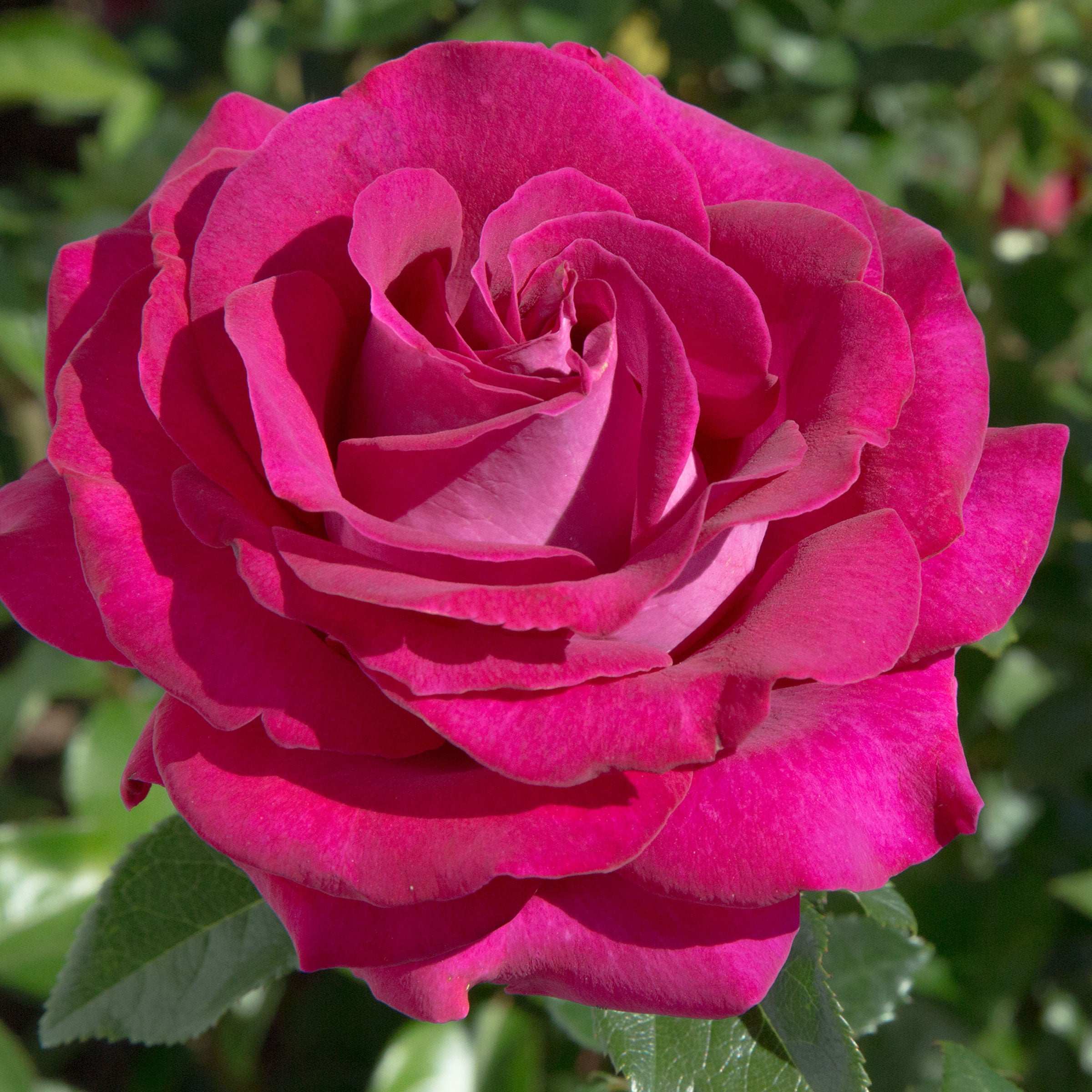 Stilleto Rose Plant 1.5 gallon Pot