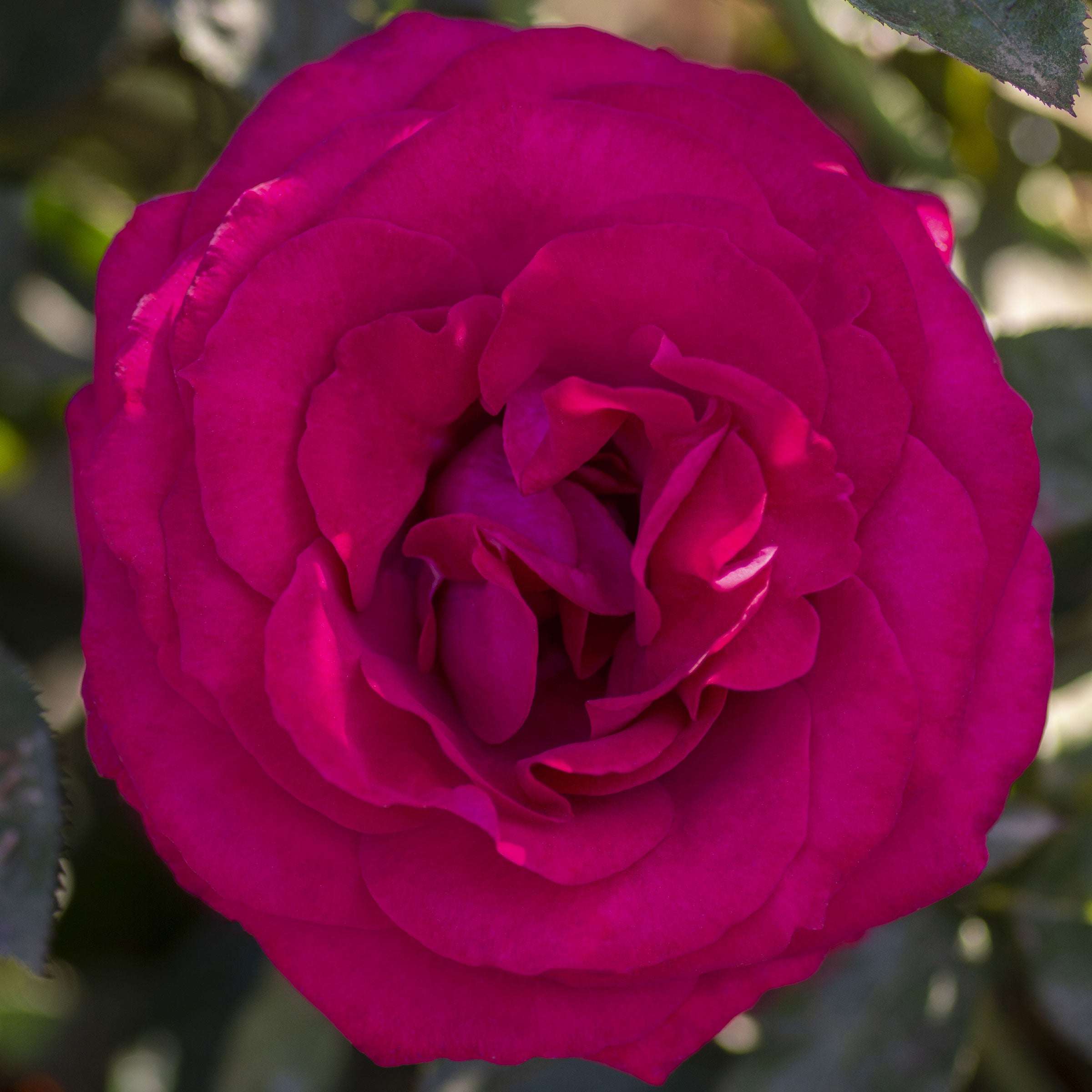 Stilleto Rose Plant 1.5 gallon Pot