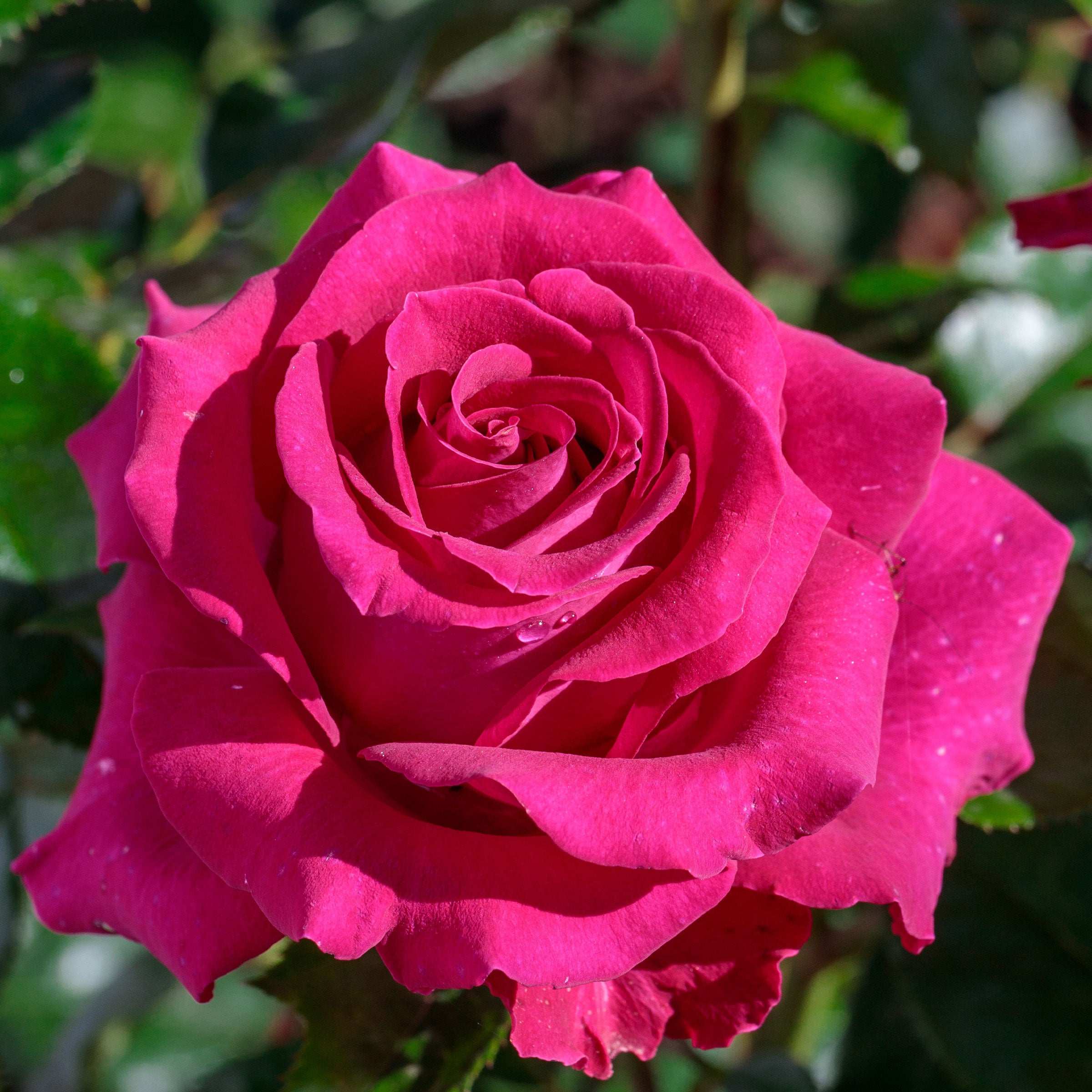 Stilleto Rose Plant 1.5 gallon Pot