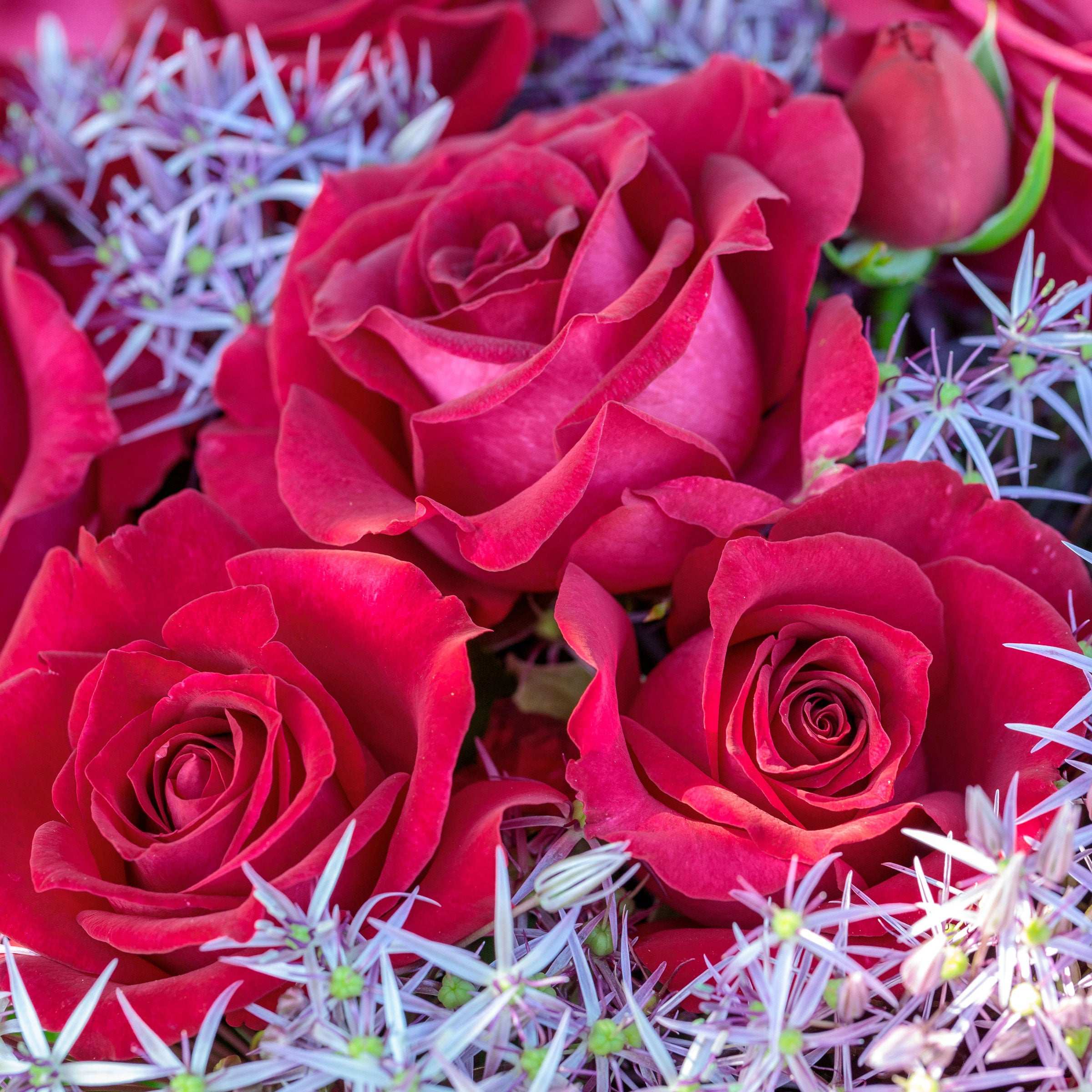 Stilleto Rose Plant 1.5 gallon Pot