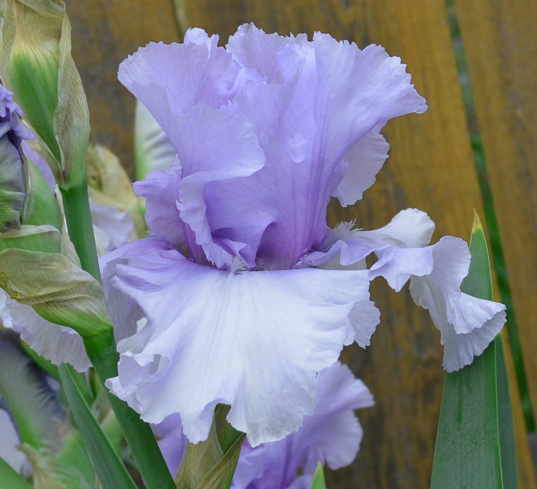 Sugar Blues Reblooming Fragrant Bearded Iris Potted Quart Pot