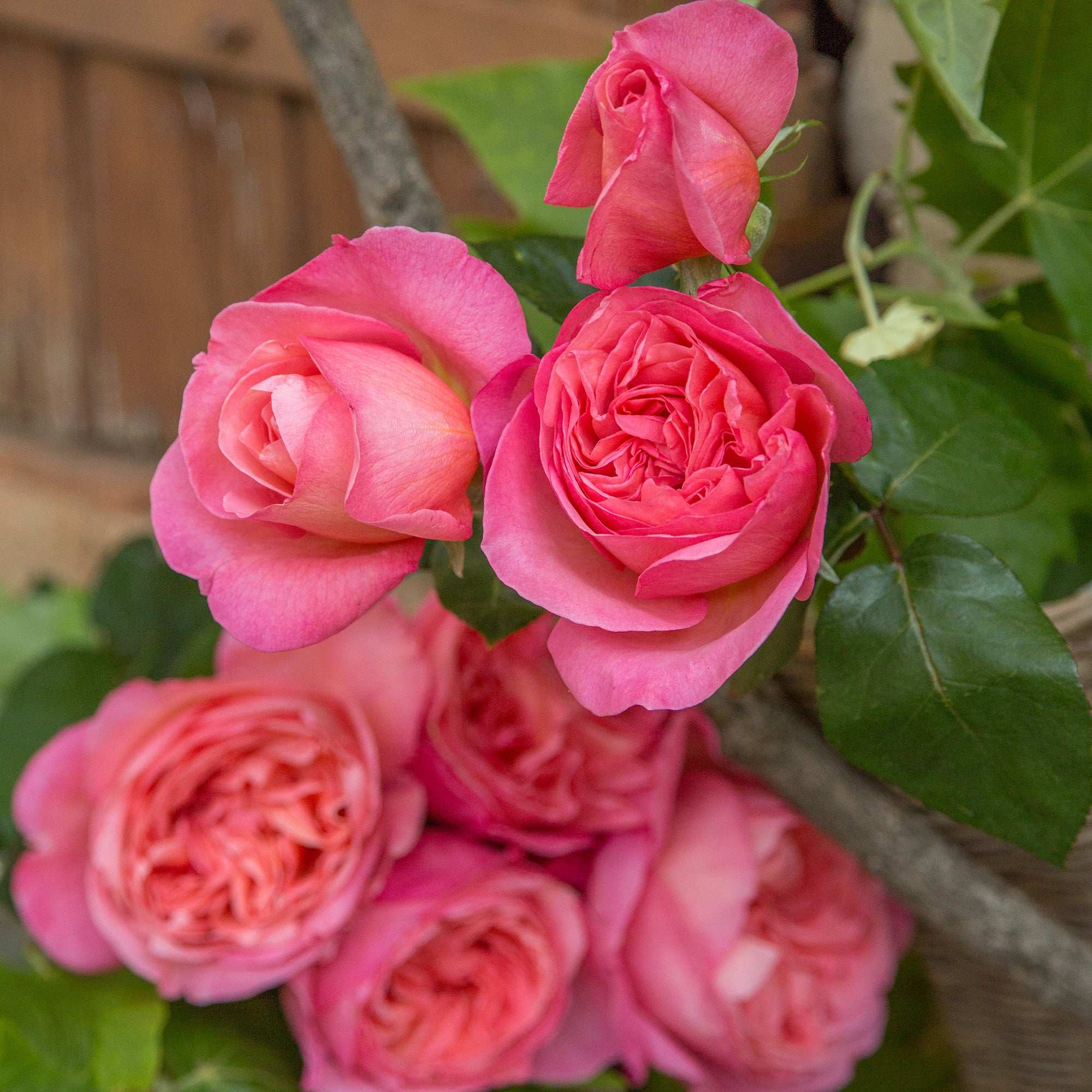 Sweet Mademoiselle Hybrid Tea Rose 1.5 gallon Pot