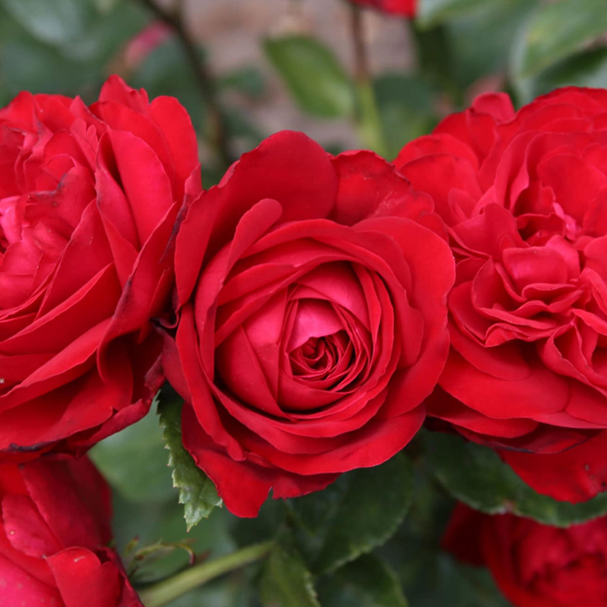 Tiamo Rose 1.5 gallon Pot