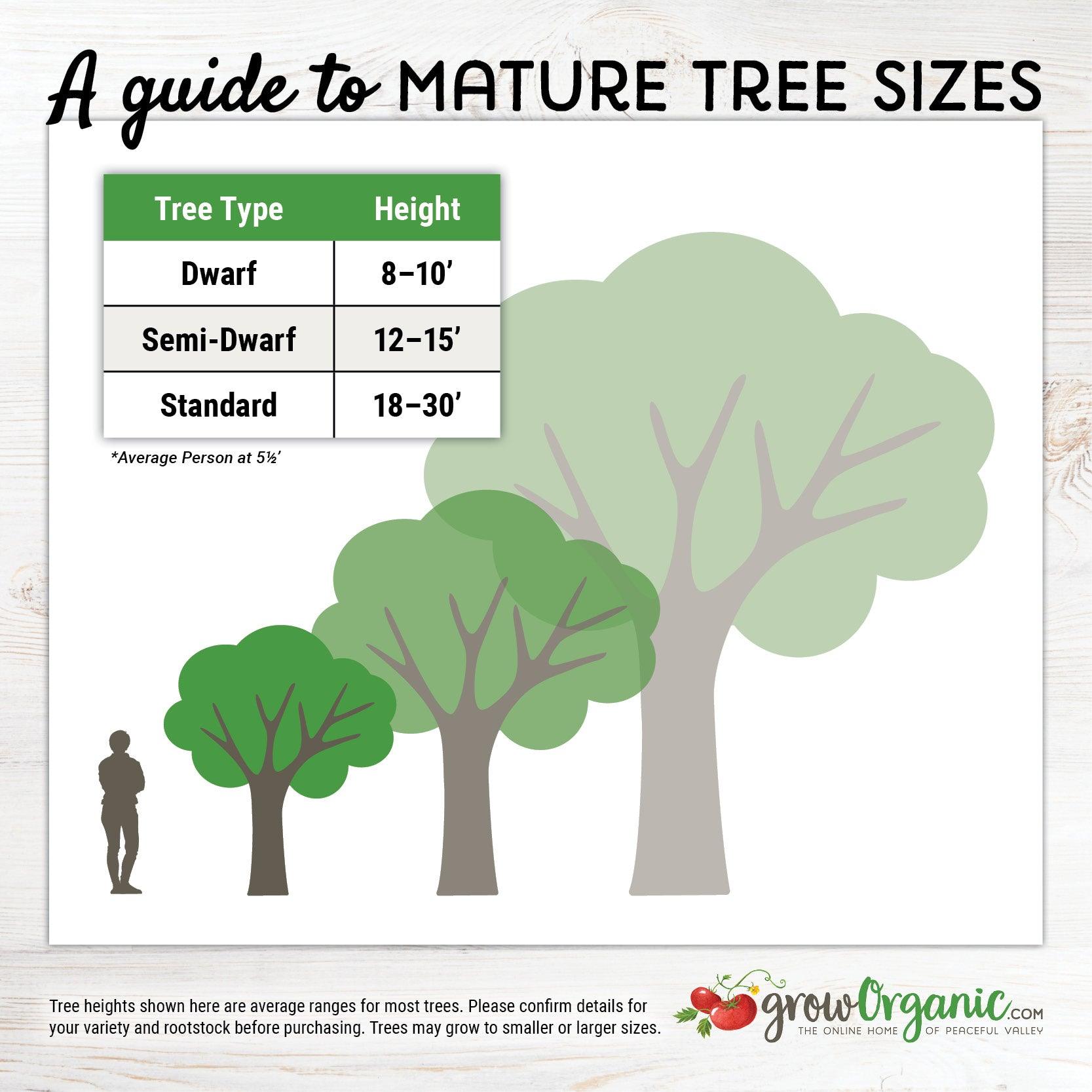 Low Chill Apple, 4 on 1 Multi Grafted Fruit Tree