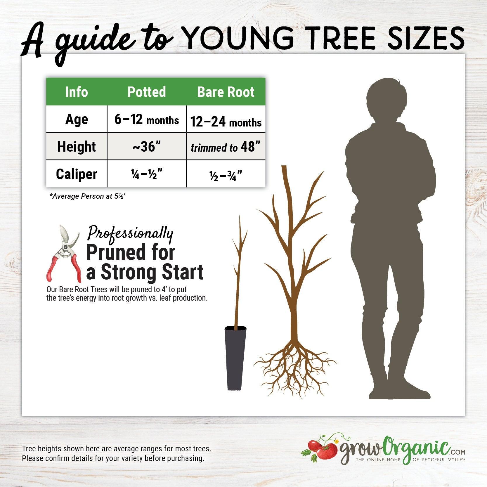 Disease Resistant Pears, 4 on 1 Multi Grafted Fruit Tree