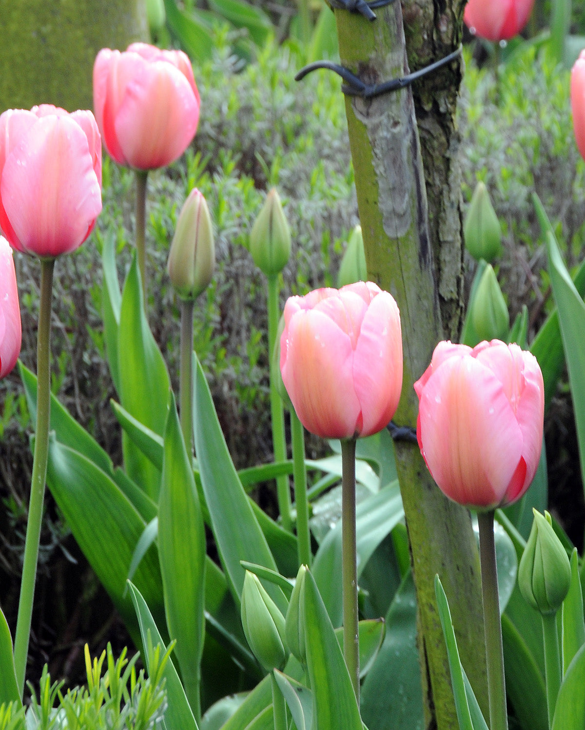 Pink Impression Darwin Hybrid Tulip - 10 bulbs