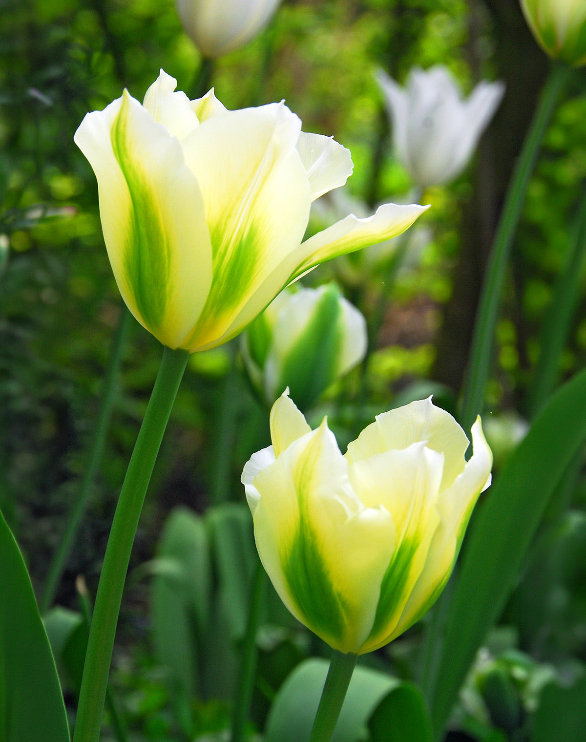 Spring Green Viridiflora Tulip - 10 bulbs