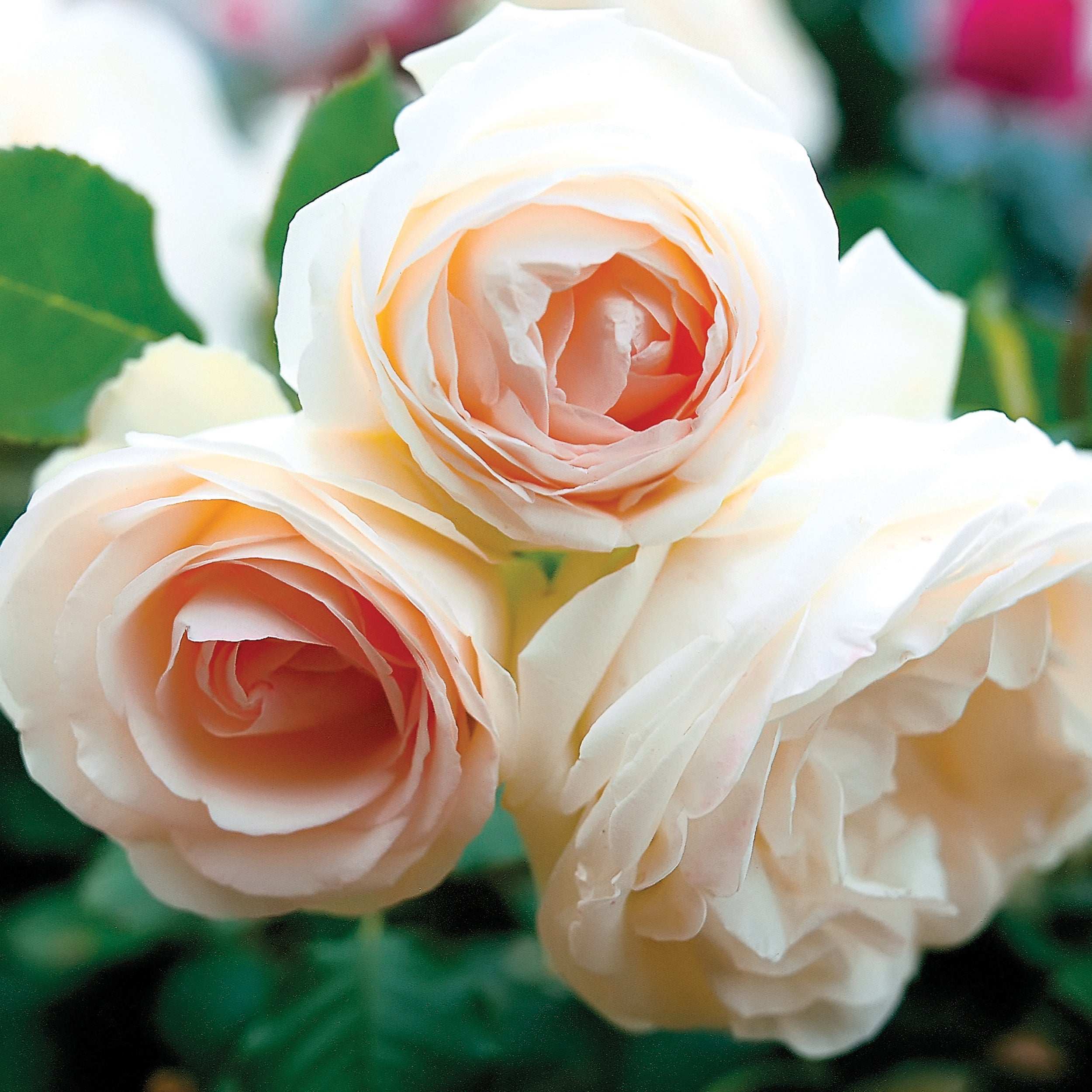 White Eden Climbing Rose