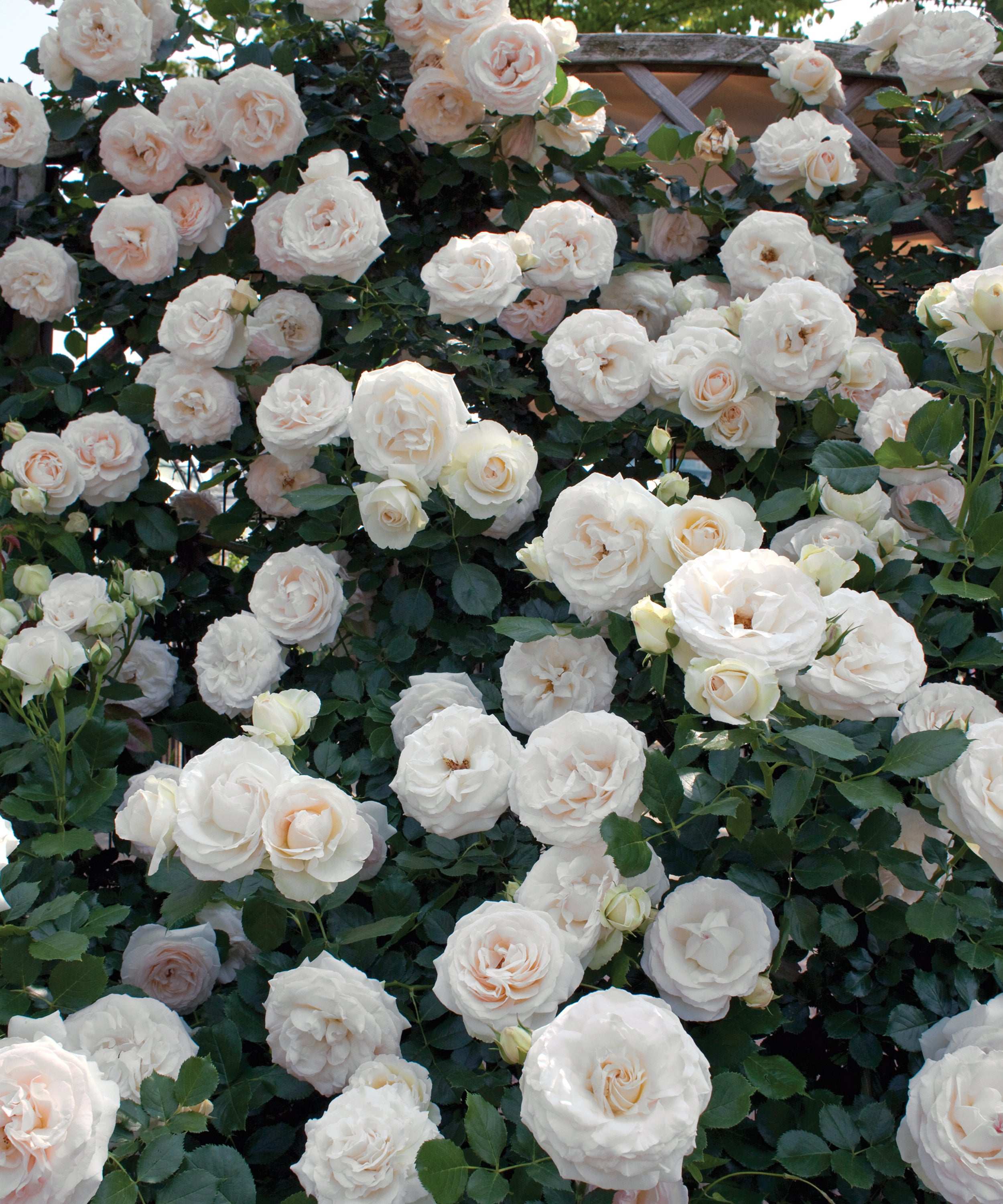 White Eden Climbing Rose