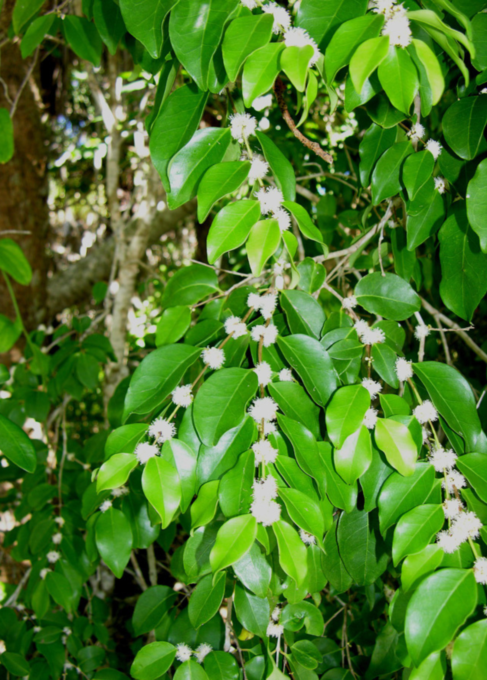 White Berry Stopper (Eugenia axillaris)