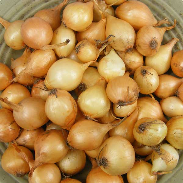 Bulk Yellow Onion Sets 4 Lbs. Non-GMO Stuttgarter Variety 400+ Bulbs