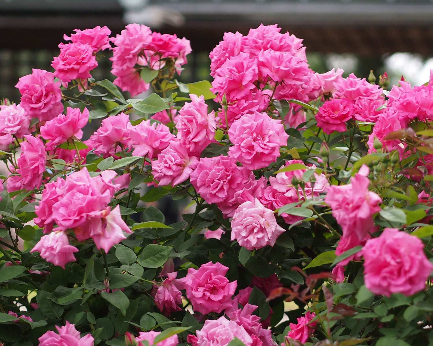 Zephirine Drouhin Climbing Rose 1.5 Gal Container