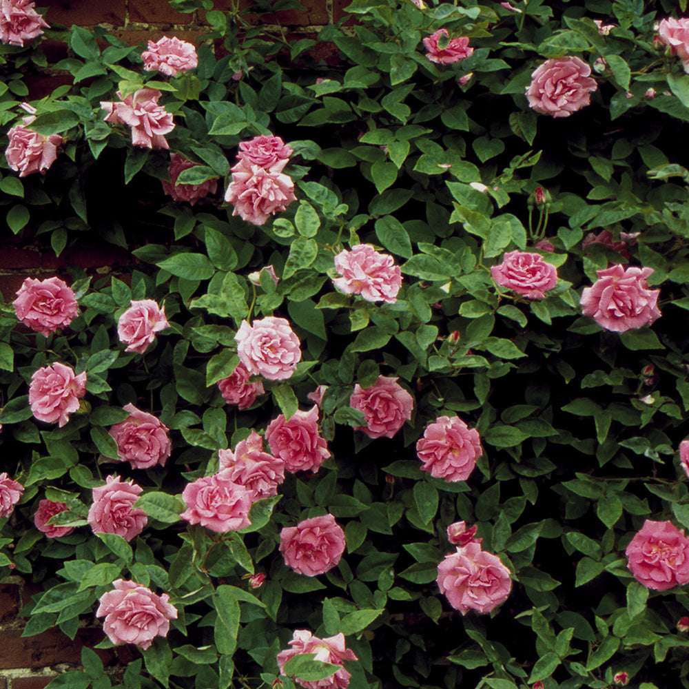Zephirine Drouhin Climbing Rose 1.5 Gal Container